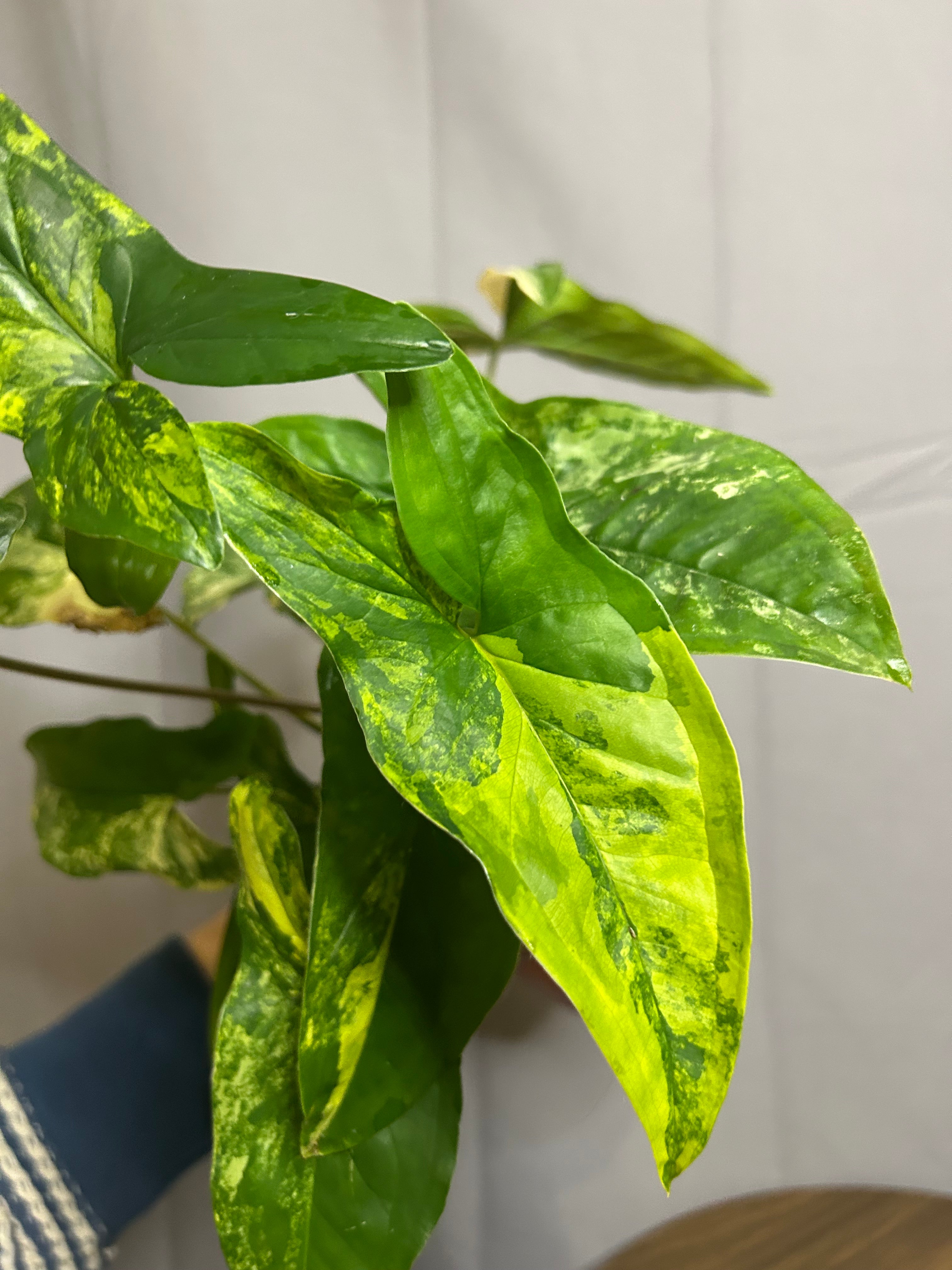 Syngnoium