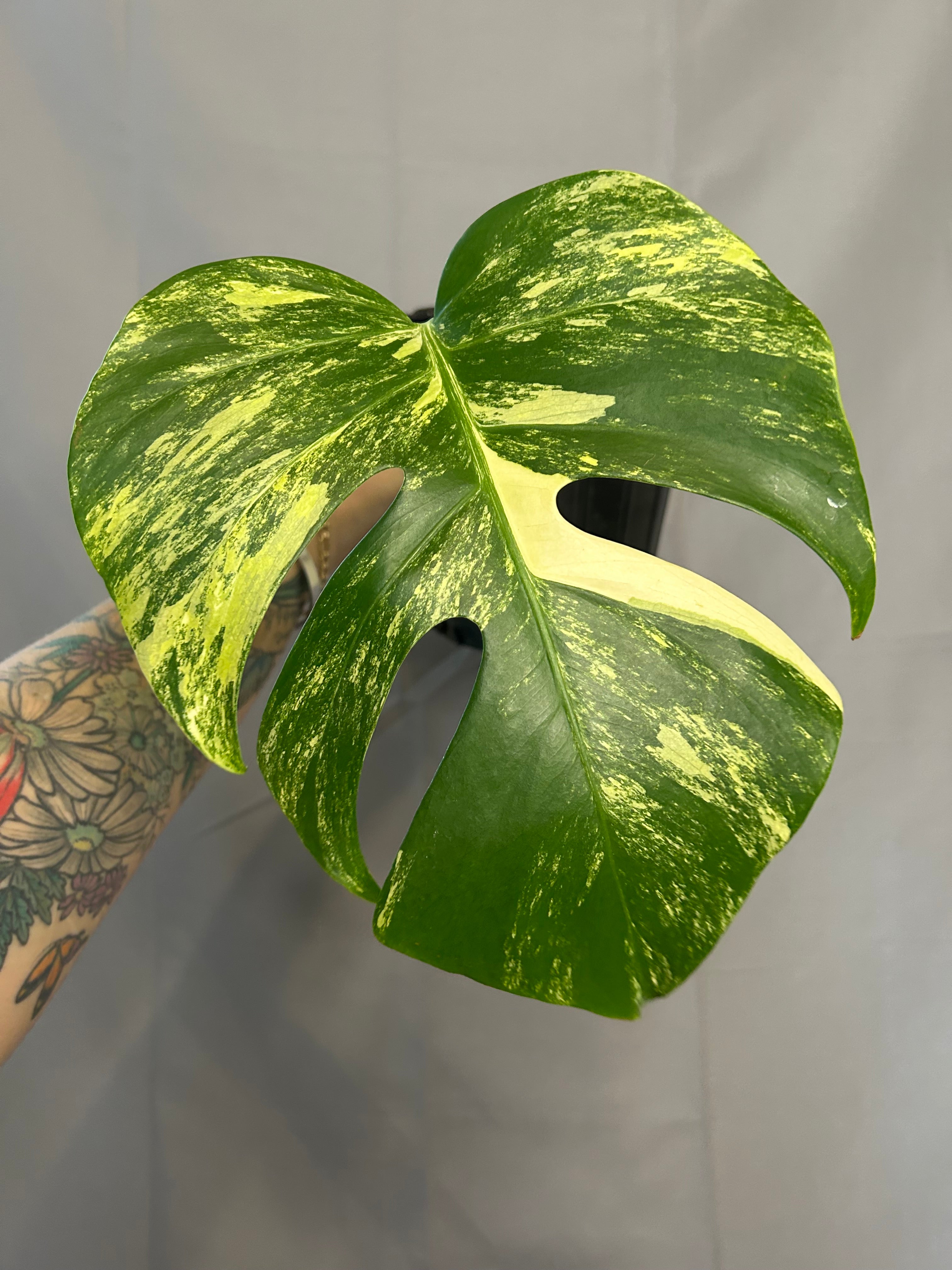 Monstera