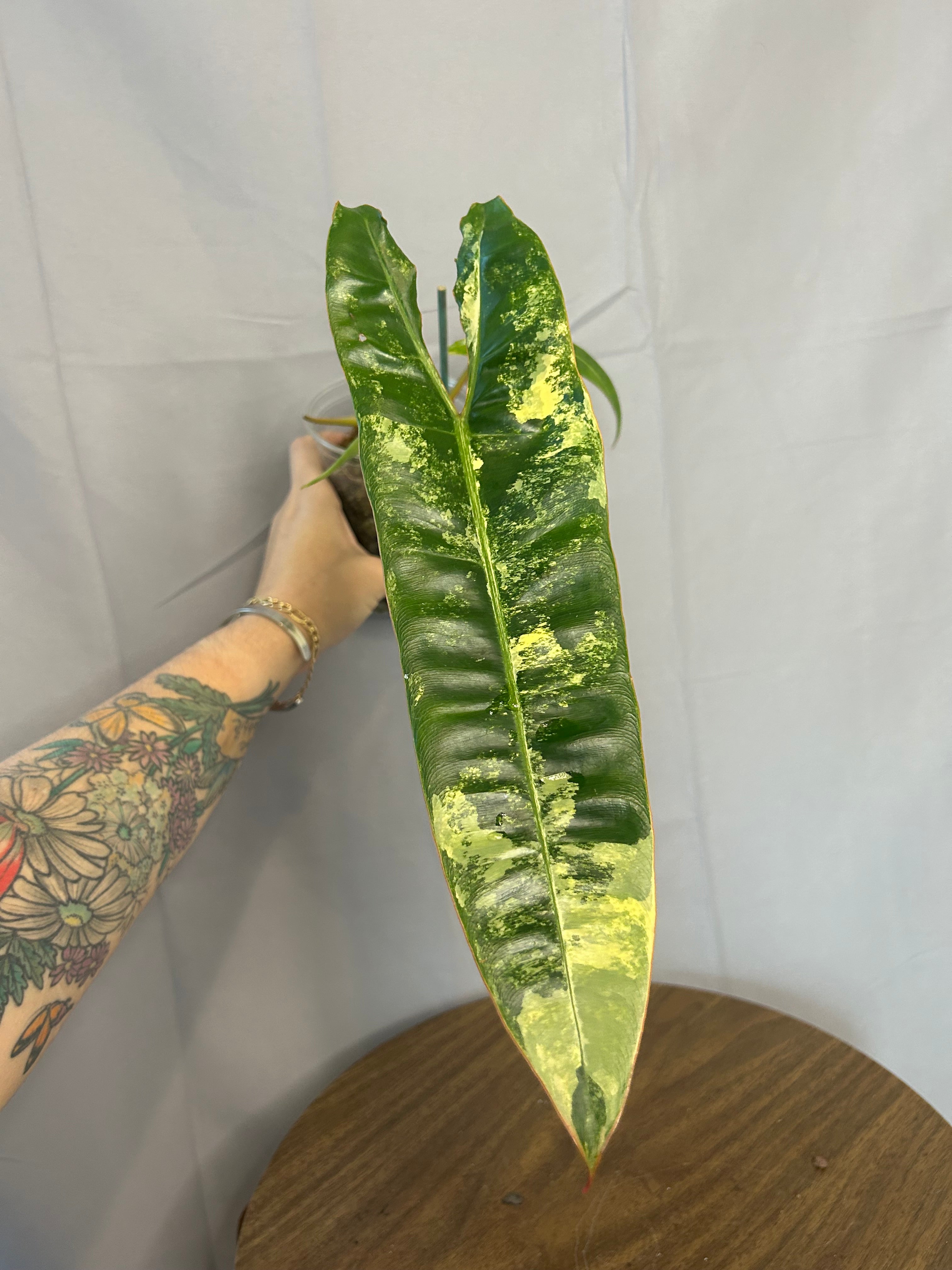 Philodendron
