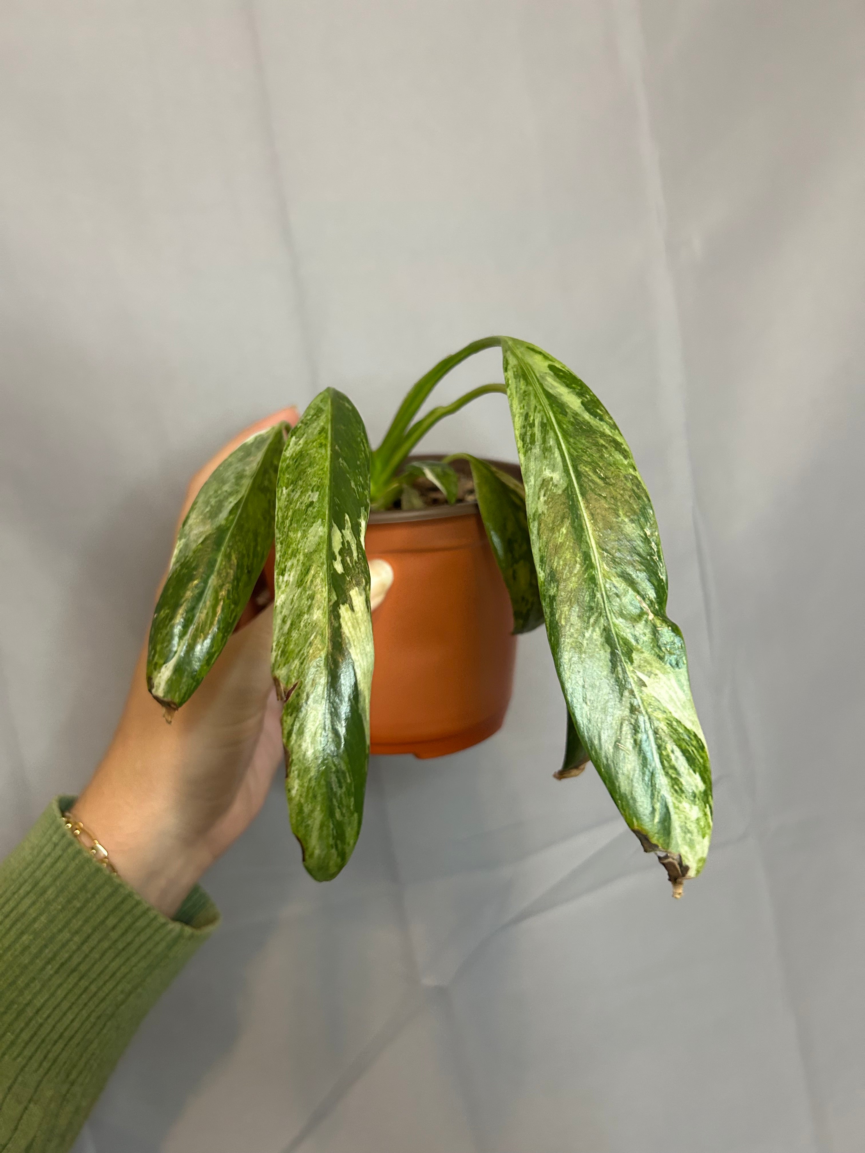 Misc. Plants That Deserve Love Too!