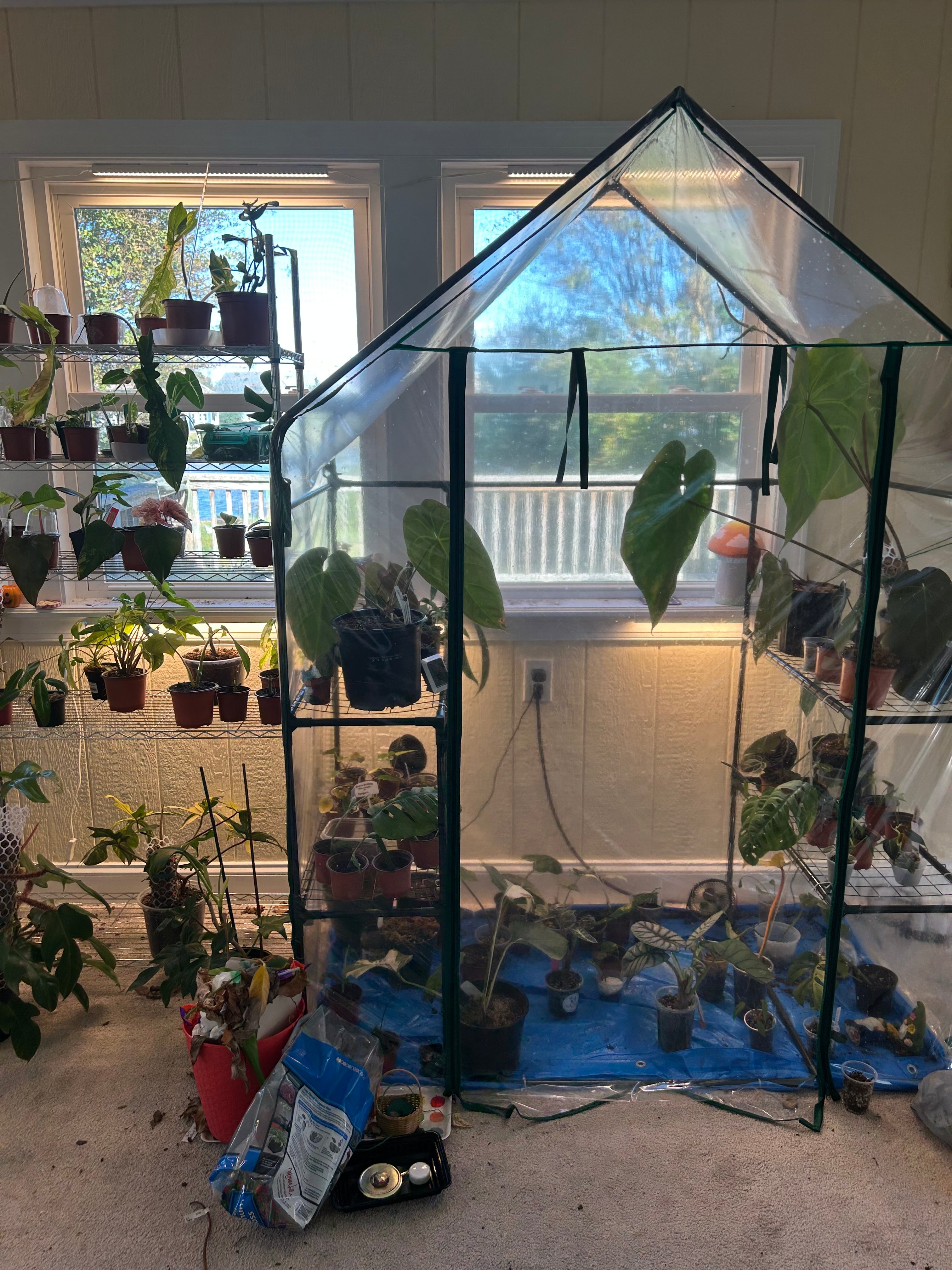 All Plants