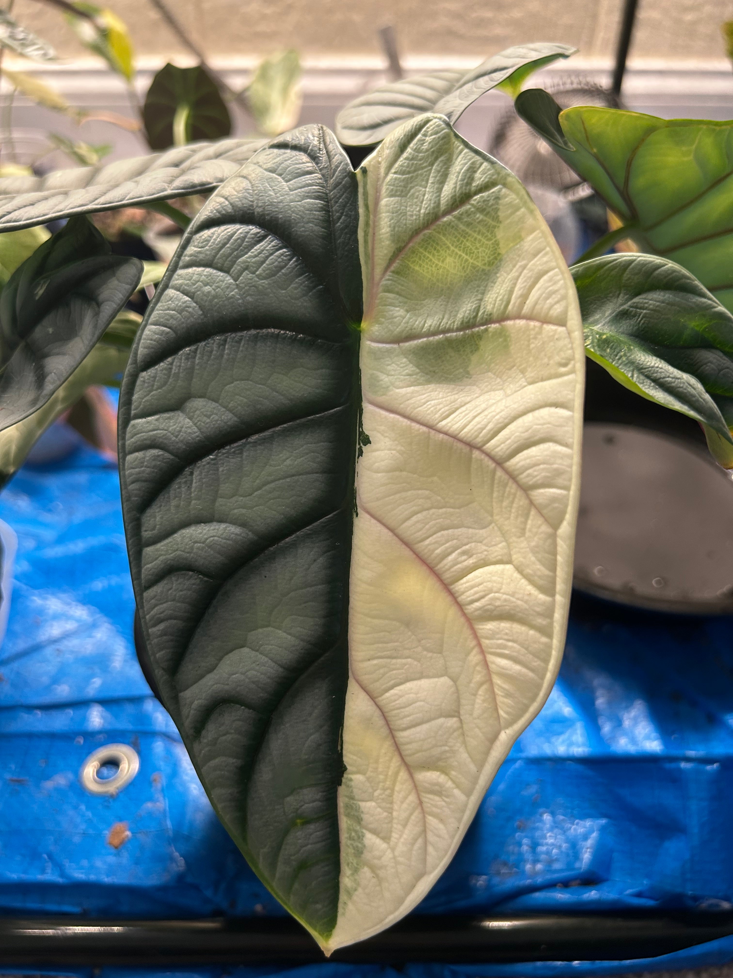Alocasia
