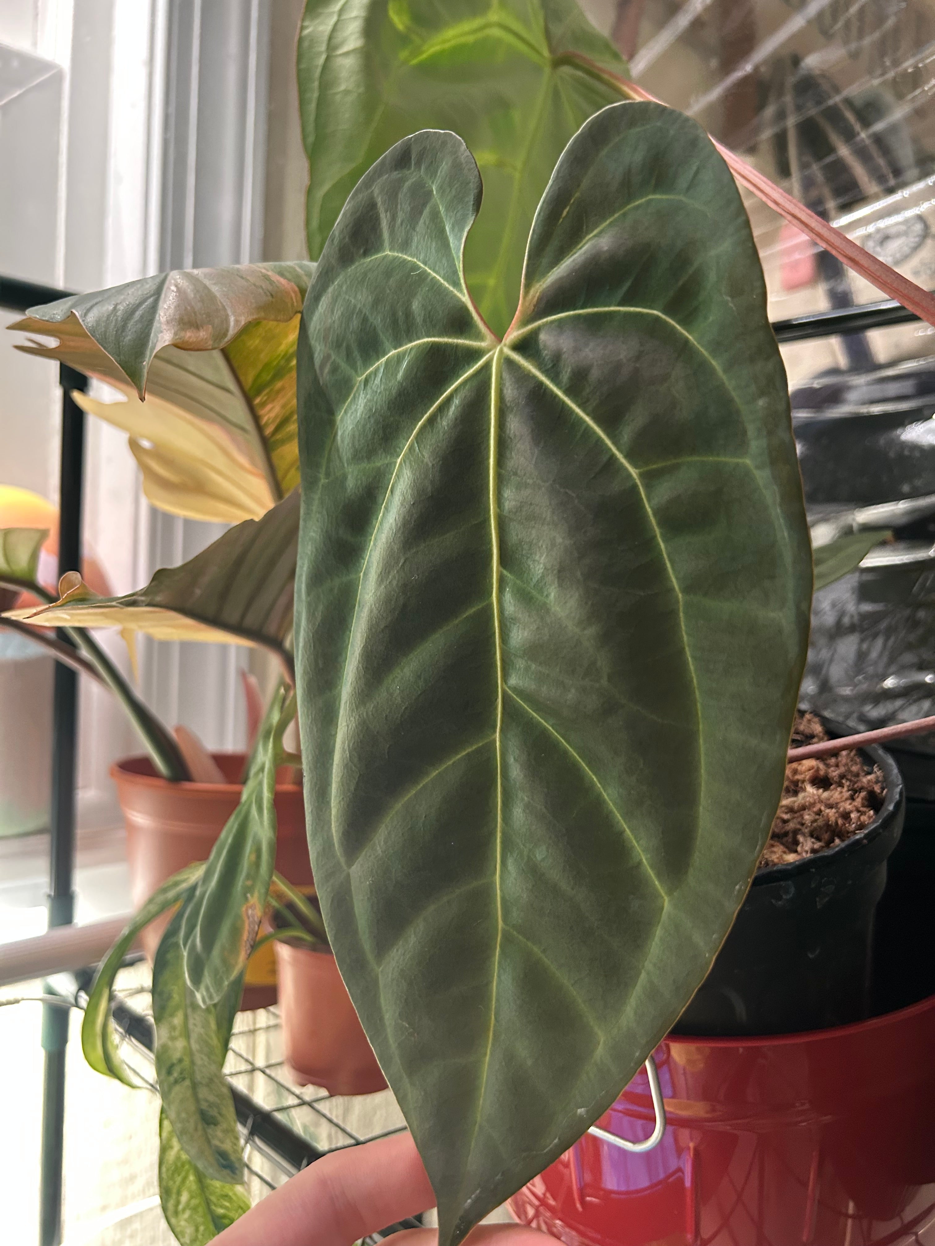 Anthurium