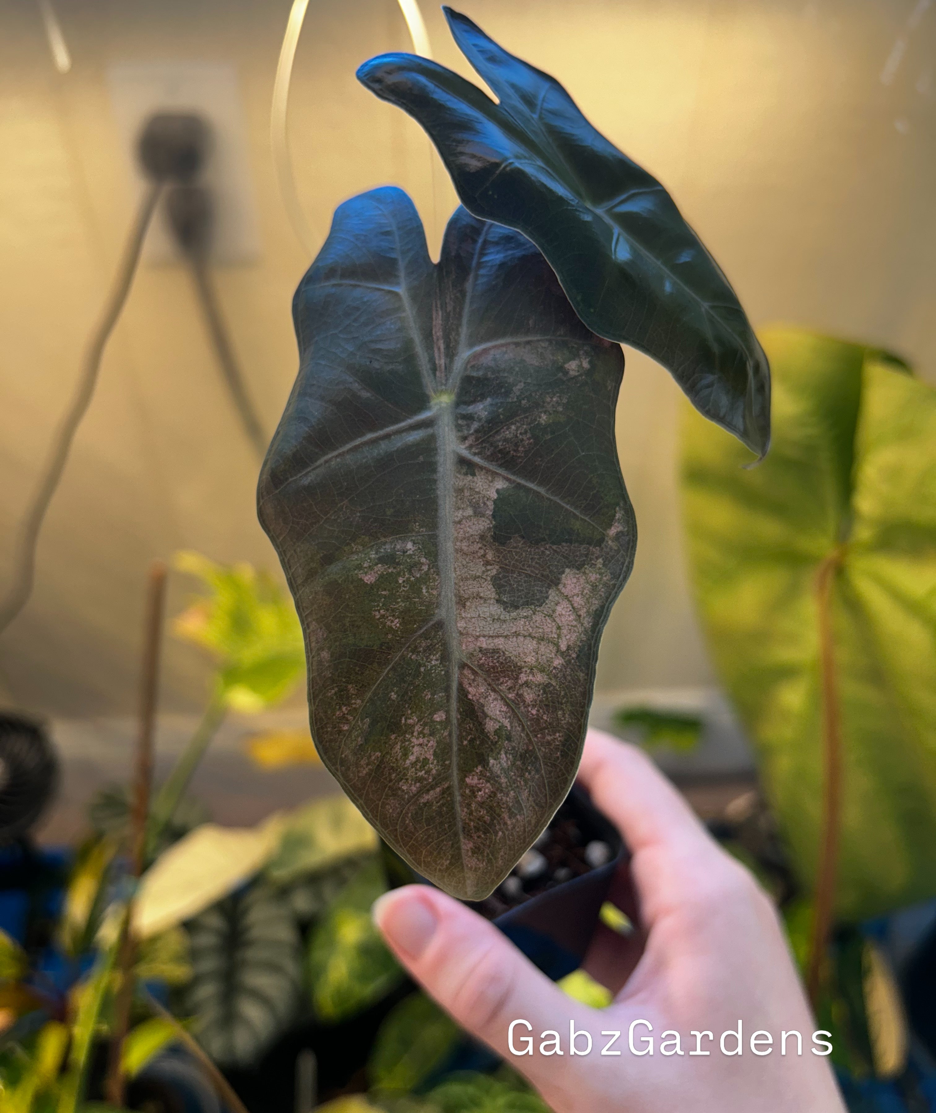 Alocasia Pink Pseudo CORM