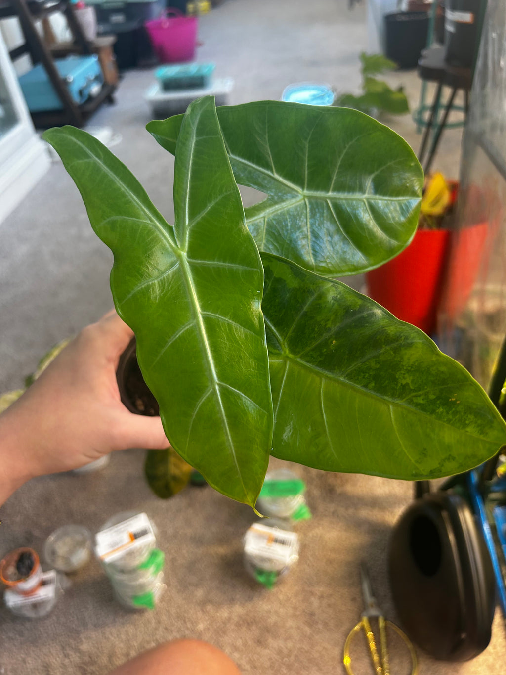Alocasia Budo Nation Park CORM
