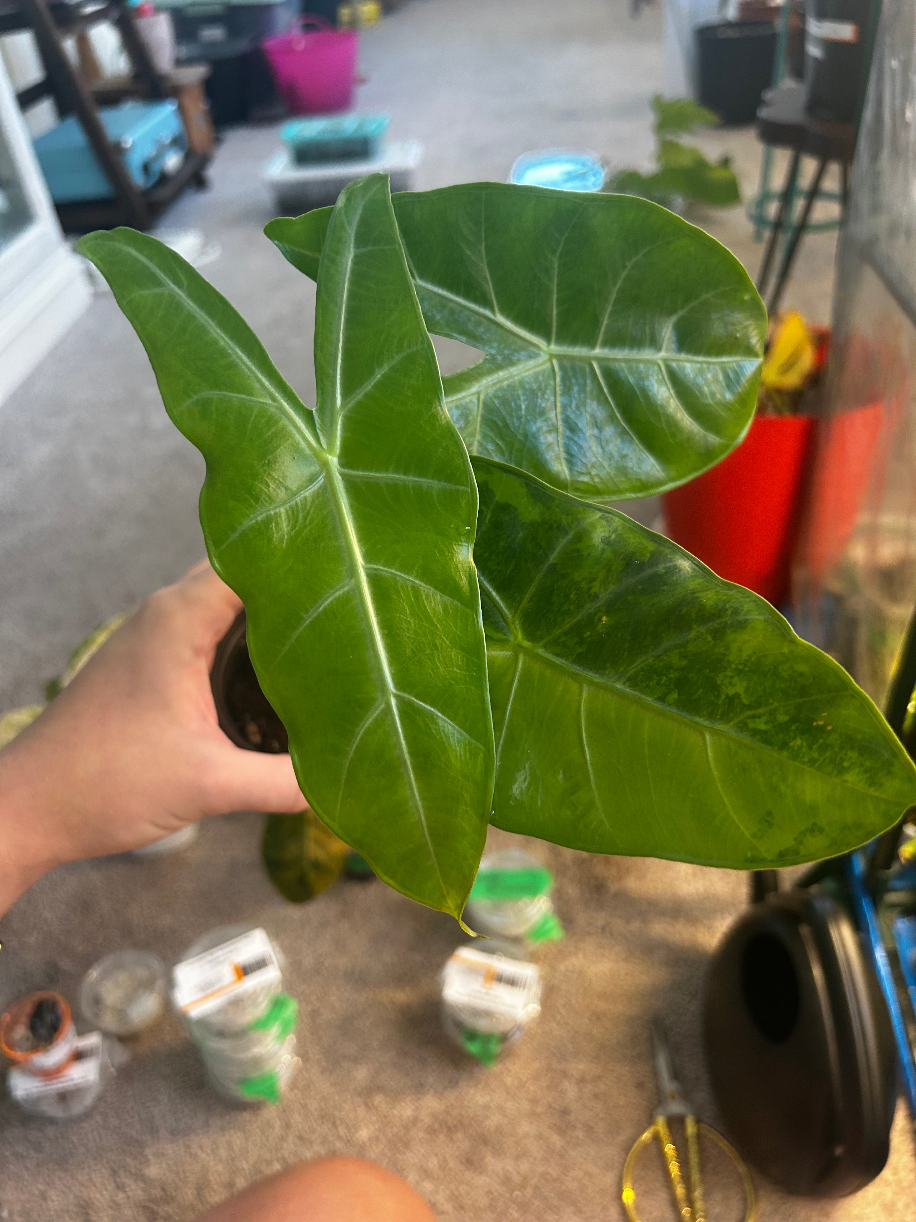 Alocasia Budo Nation Park CORM