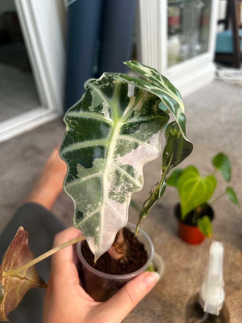 Alocasia Amazonica Albo/Pink