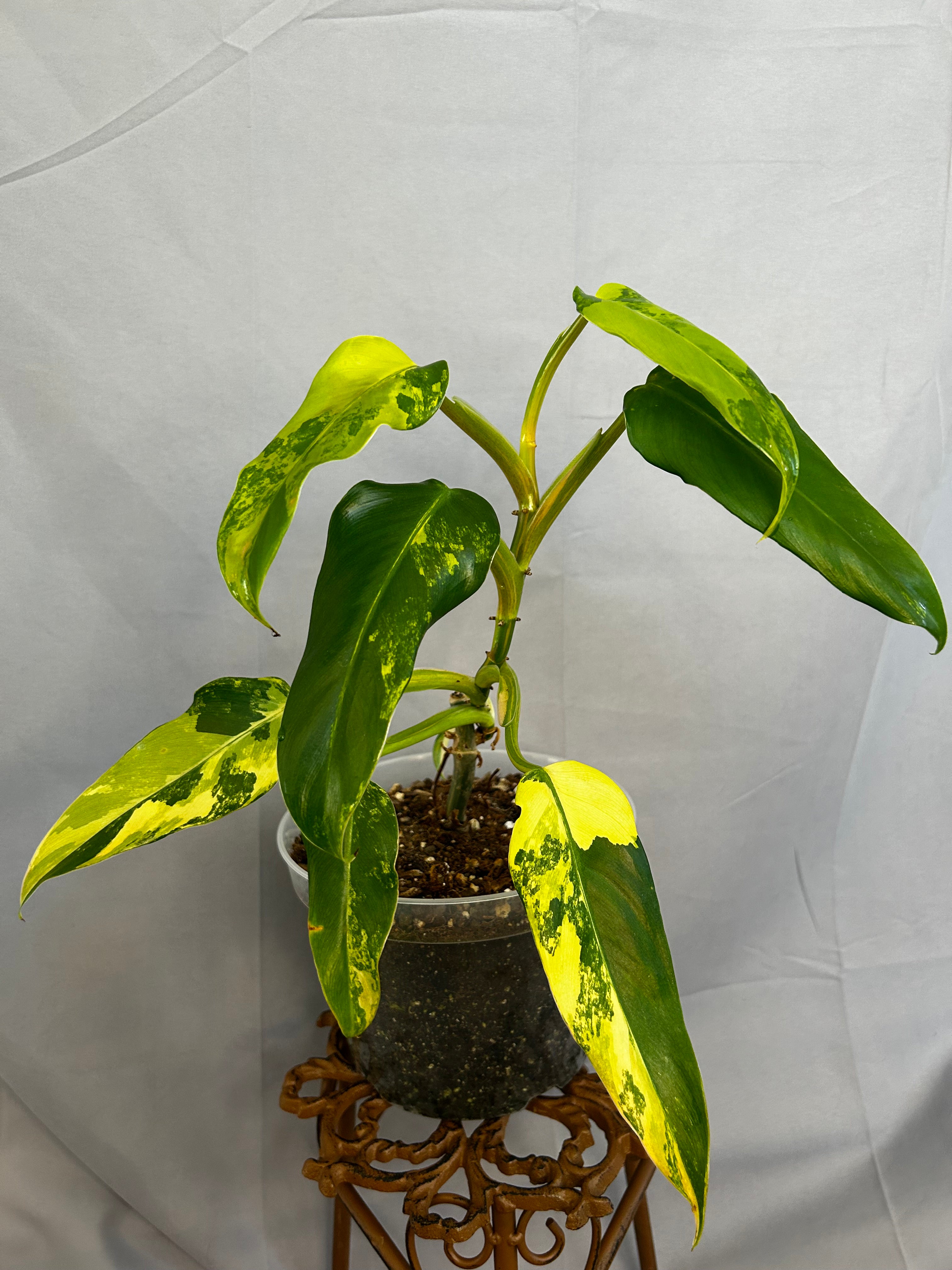 Philodendron Domesticum Variegated