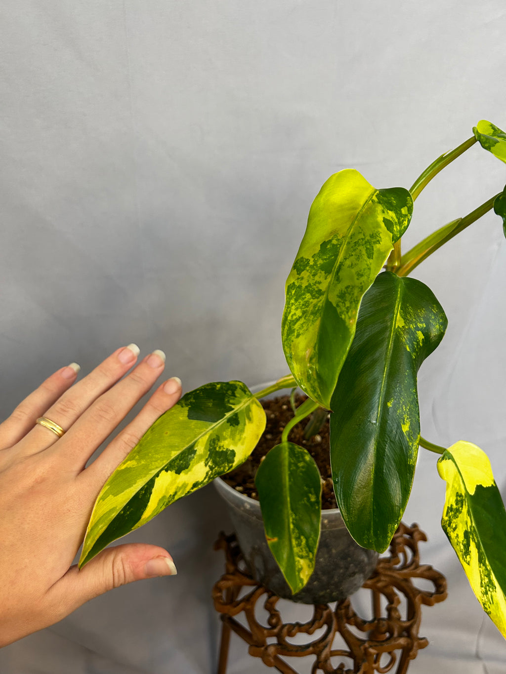 Philodendron Domesticum Variegated