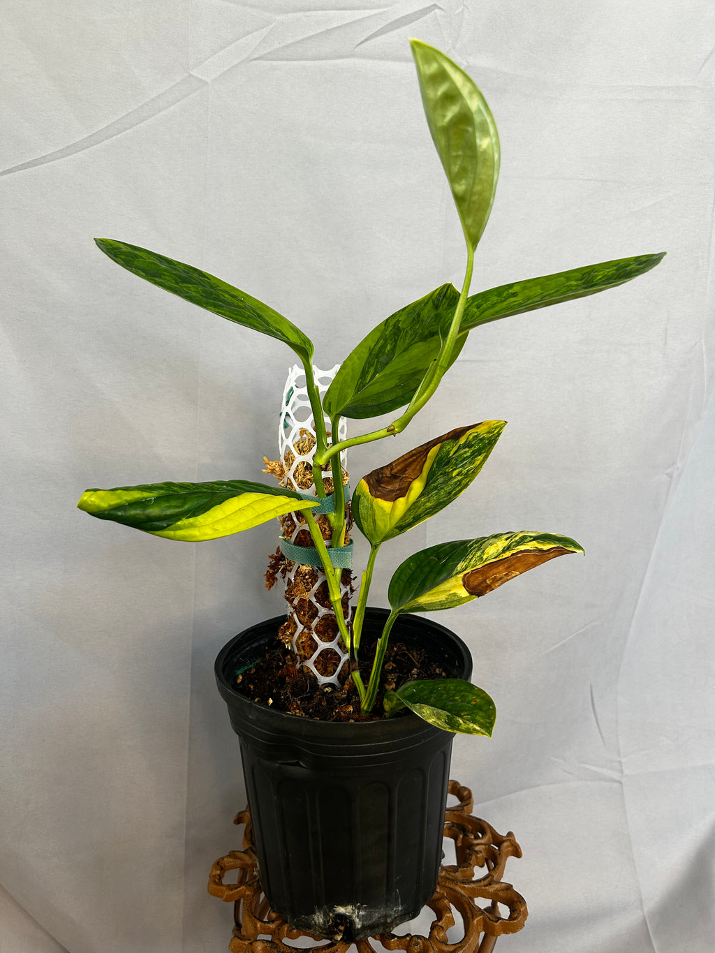 Monstera Peru Variegated