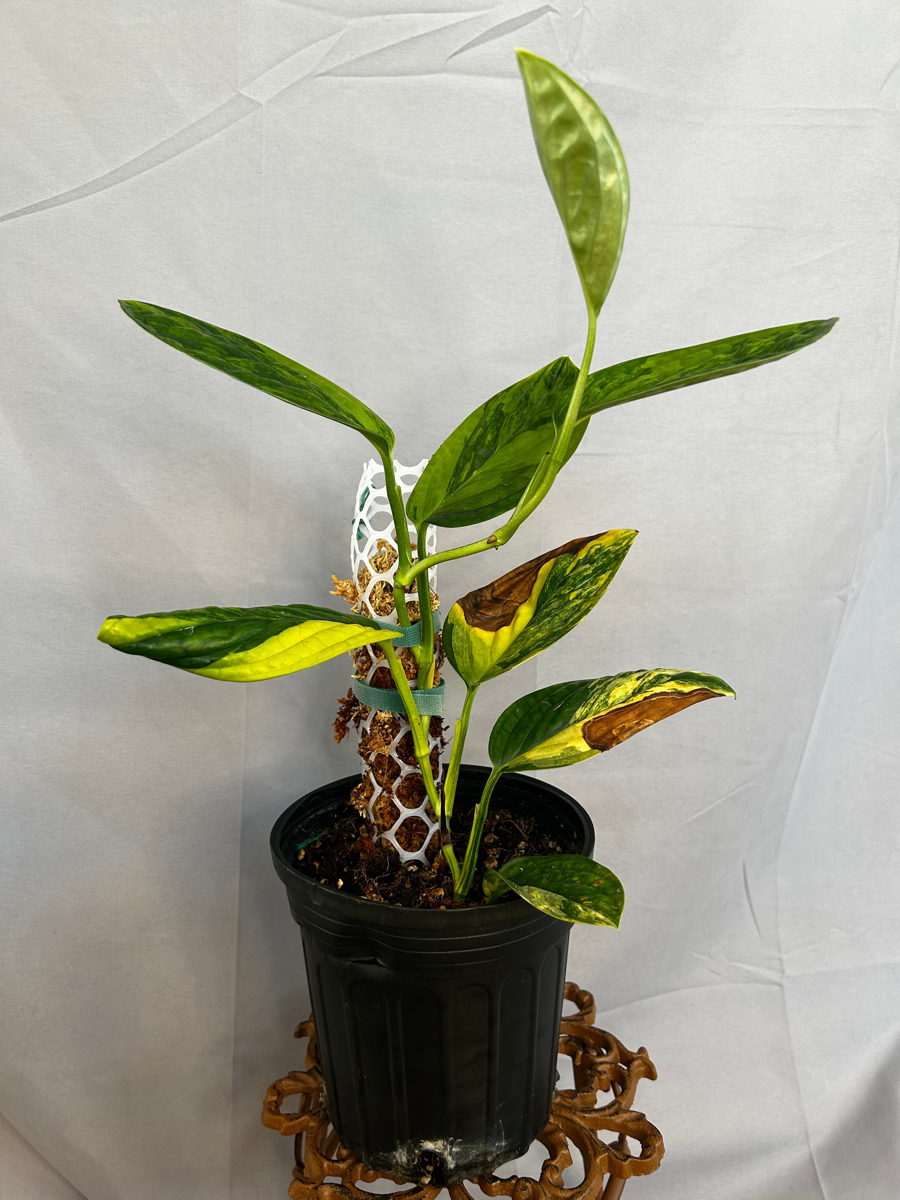 Monstera Peru Variegated