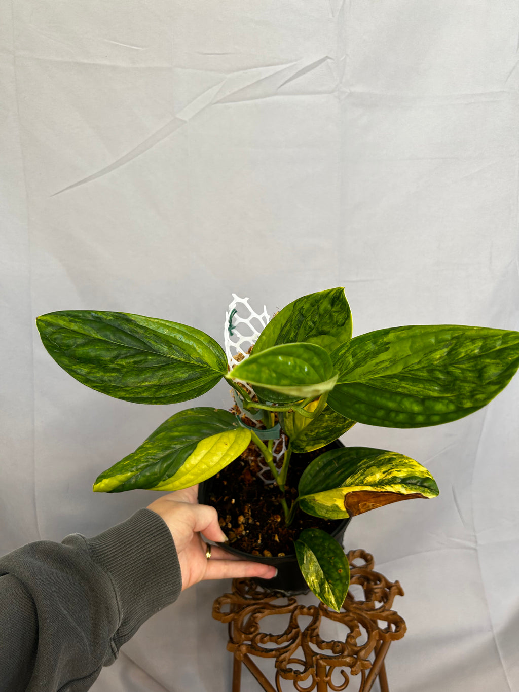 Monstera Peru Variegated