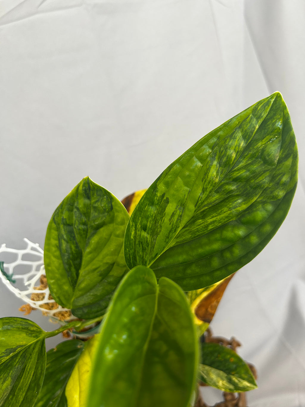 Monstera Peru Variegated