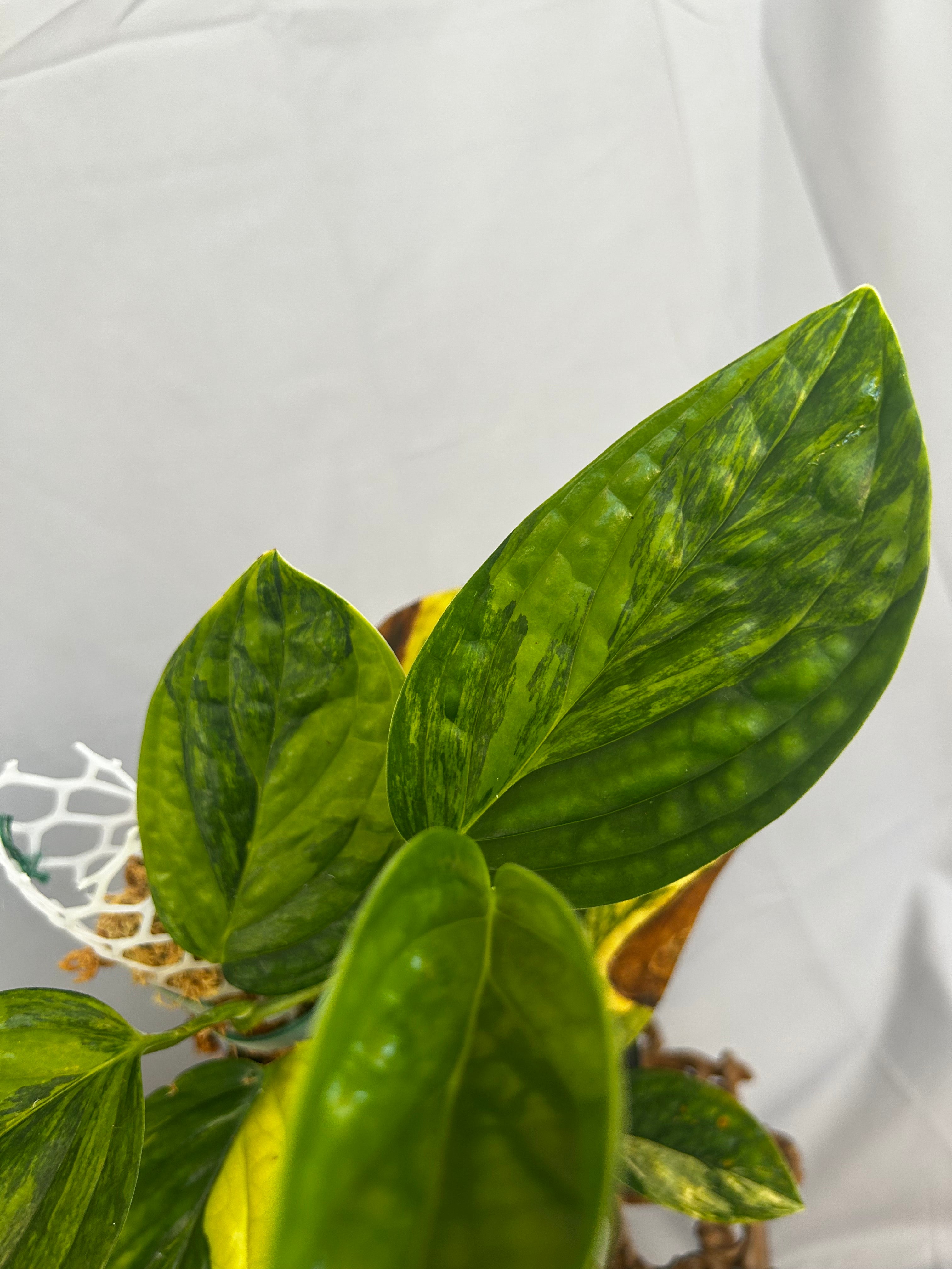 Monstera Peru Variegated