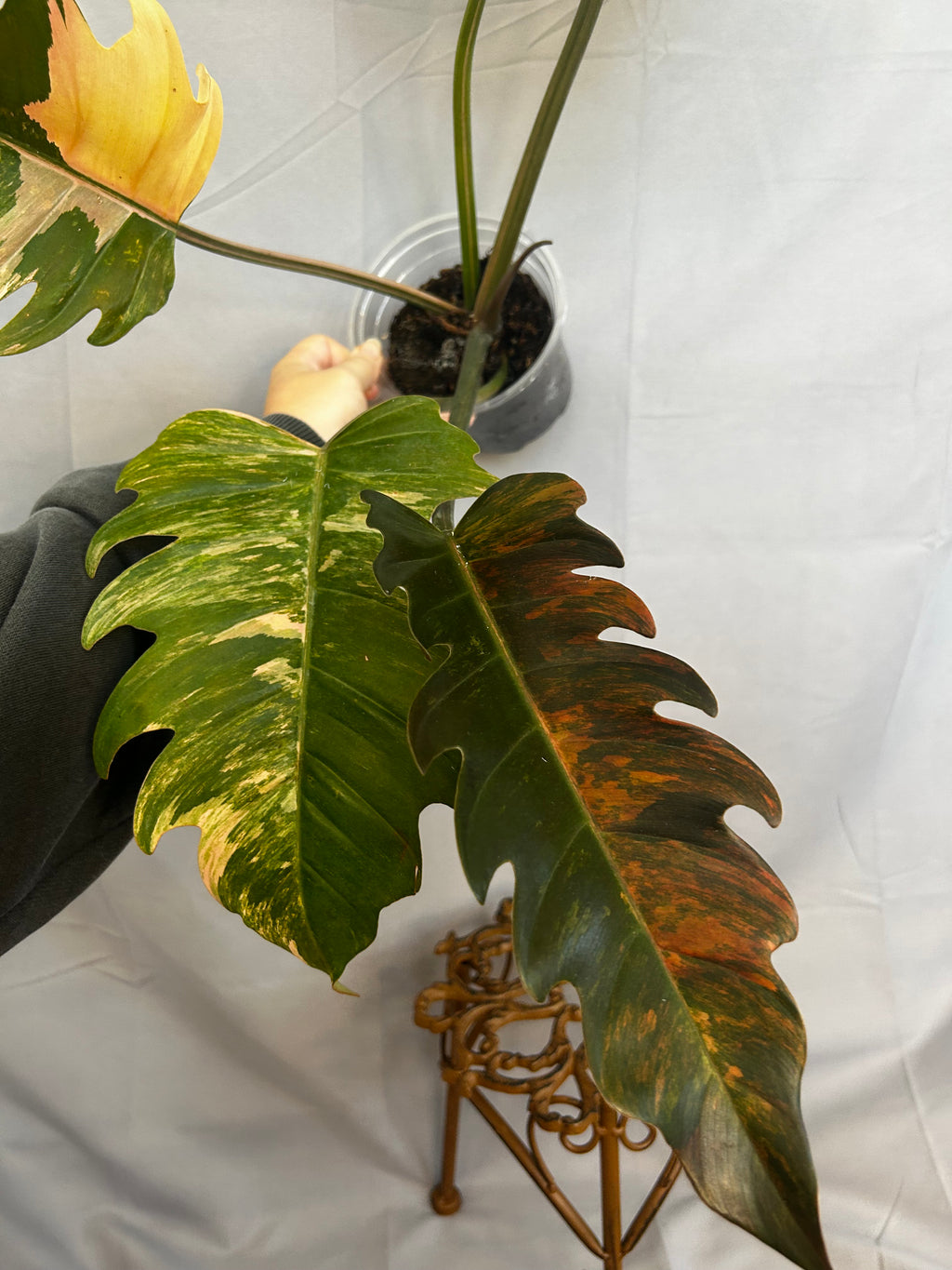 Philodendron Caramel Marble