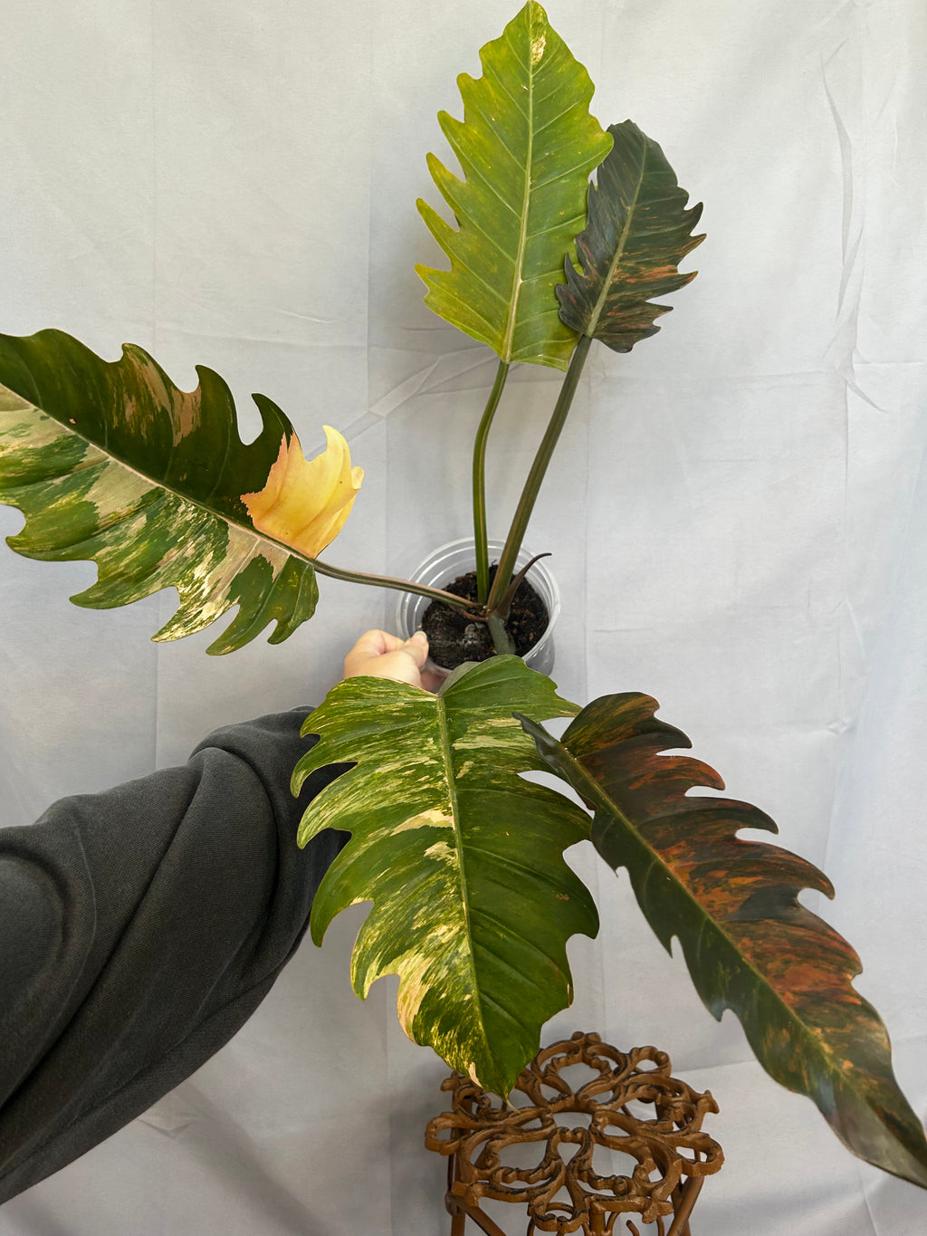 Philodendron Caramel Marble