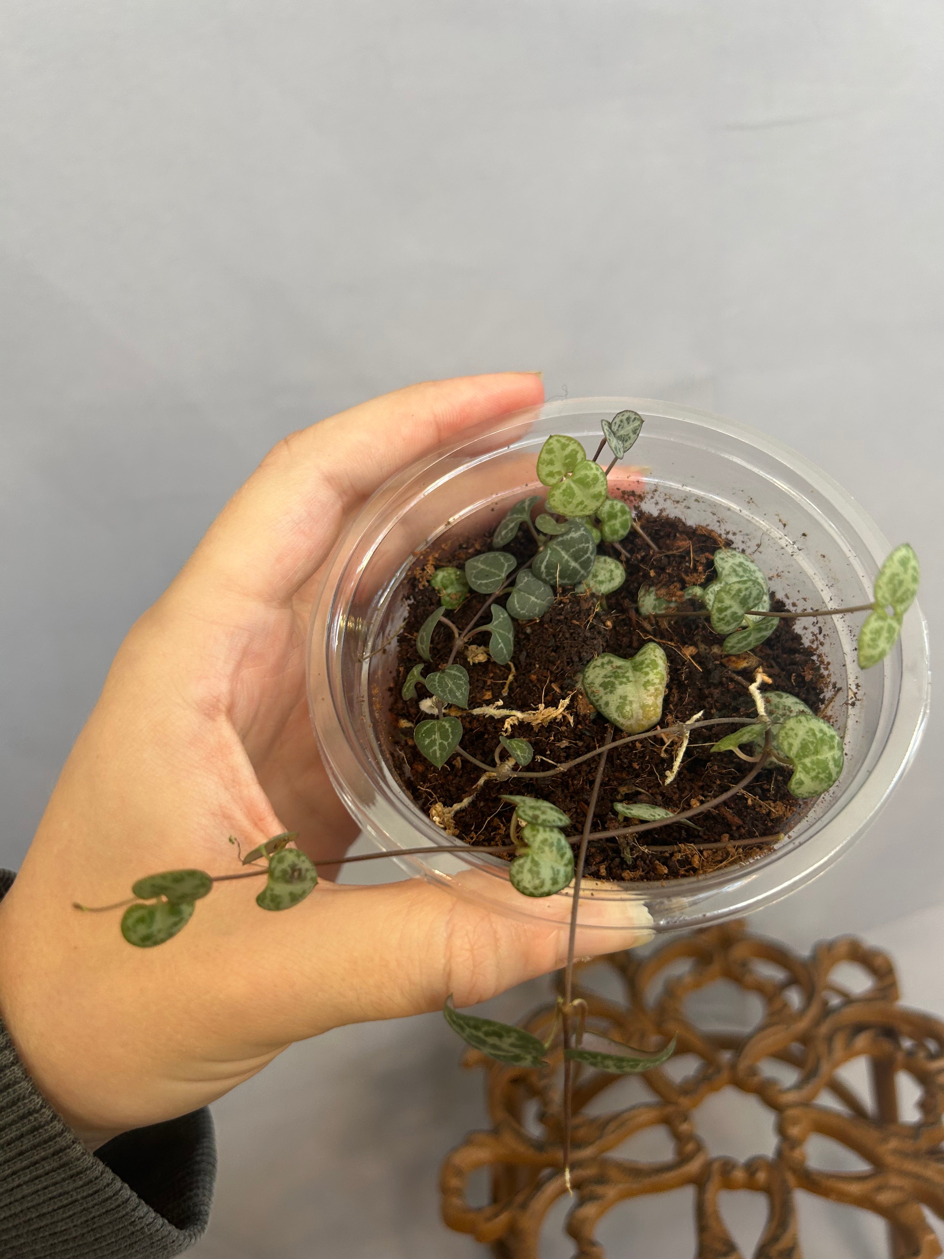 Reverted String of Hearts
