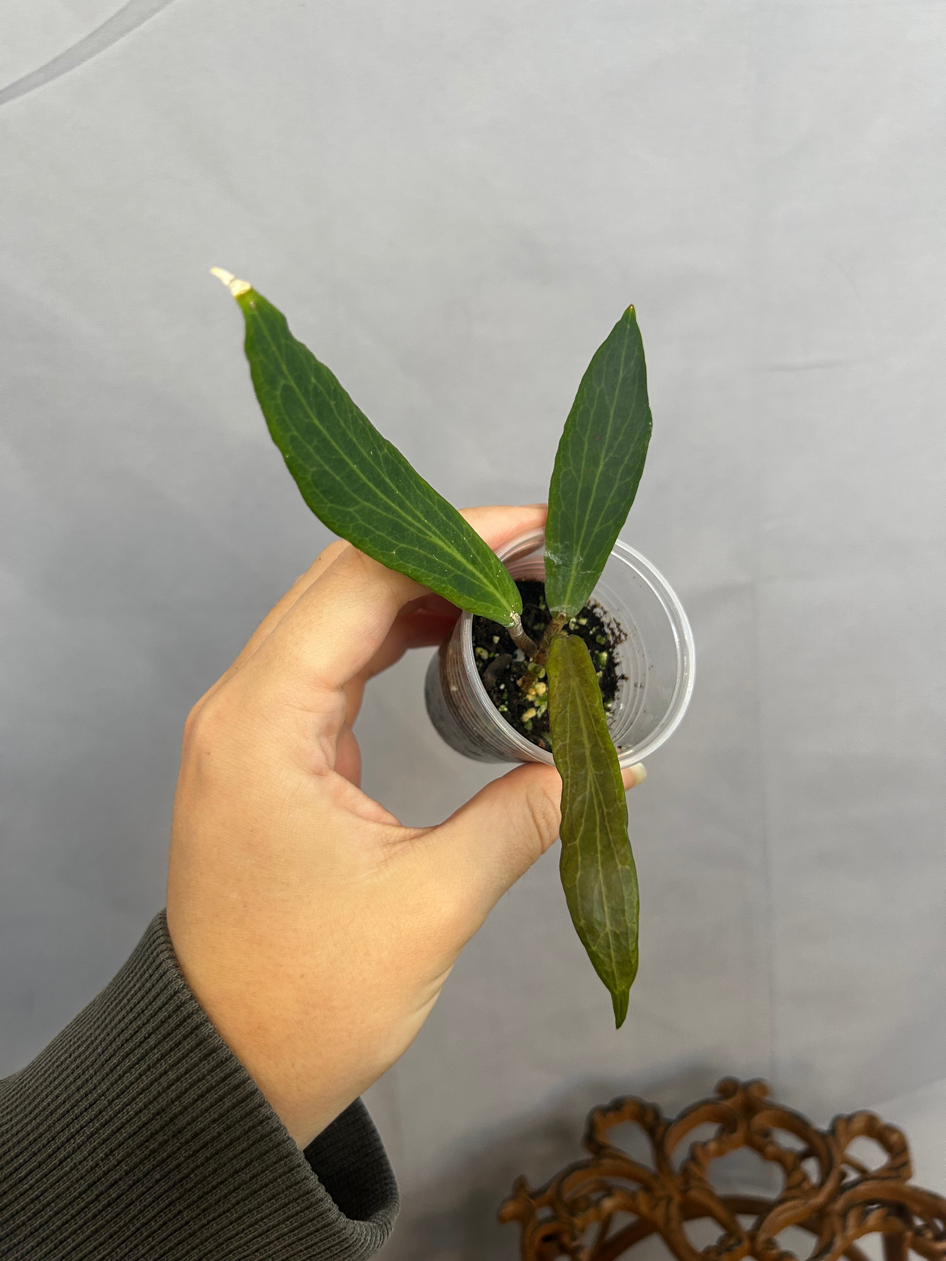 Philodendron Benvergarai