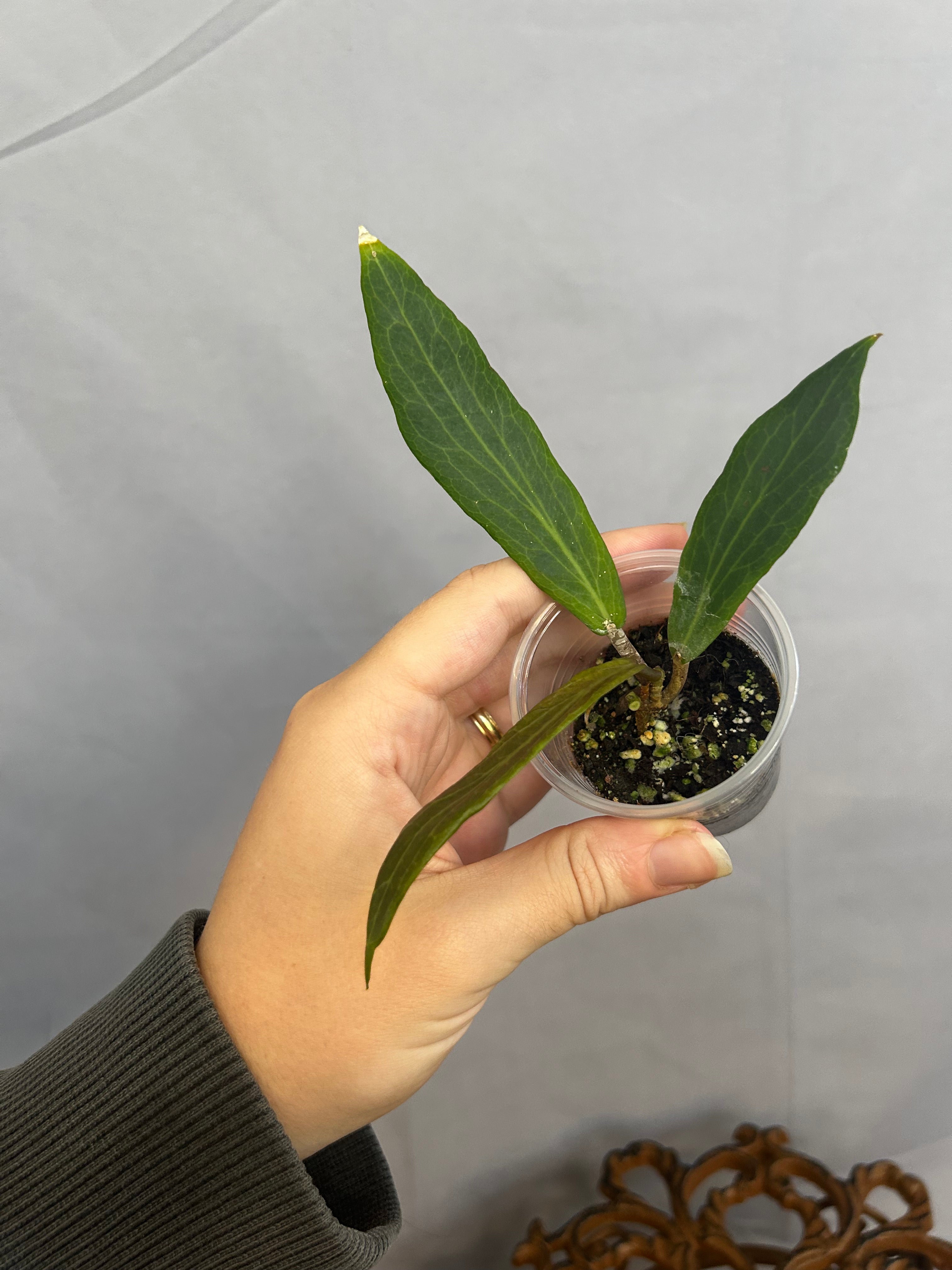 Philodendron Benvergarai