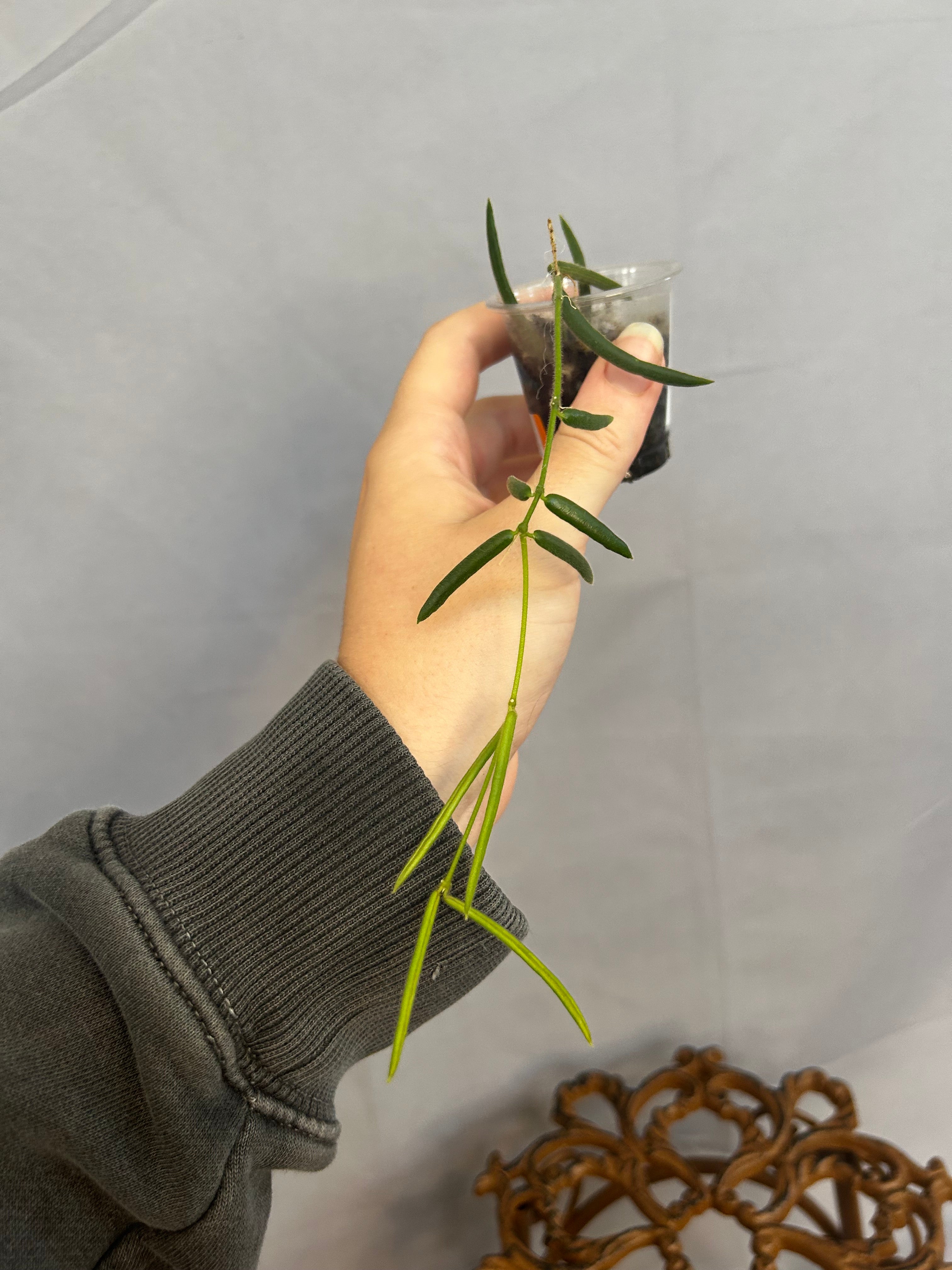 Hoya Linearis