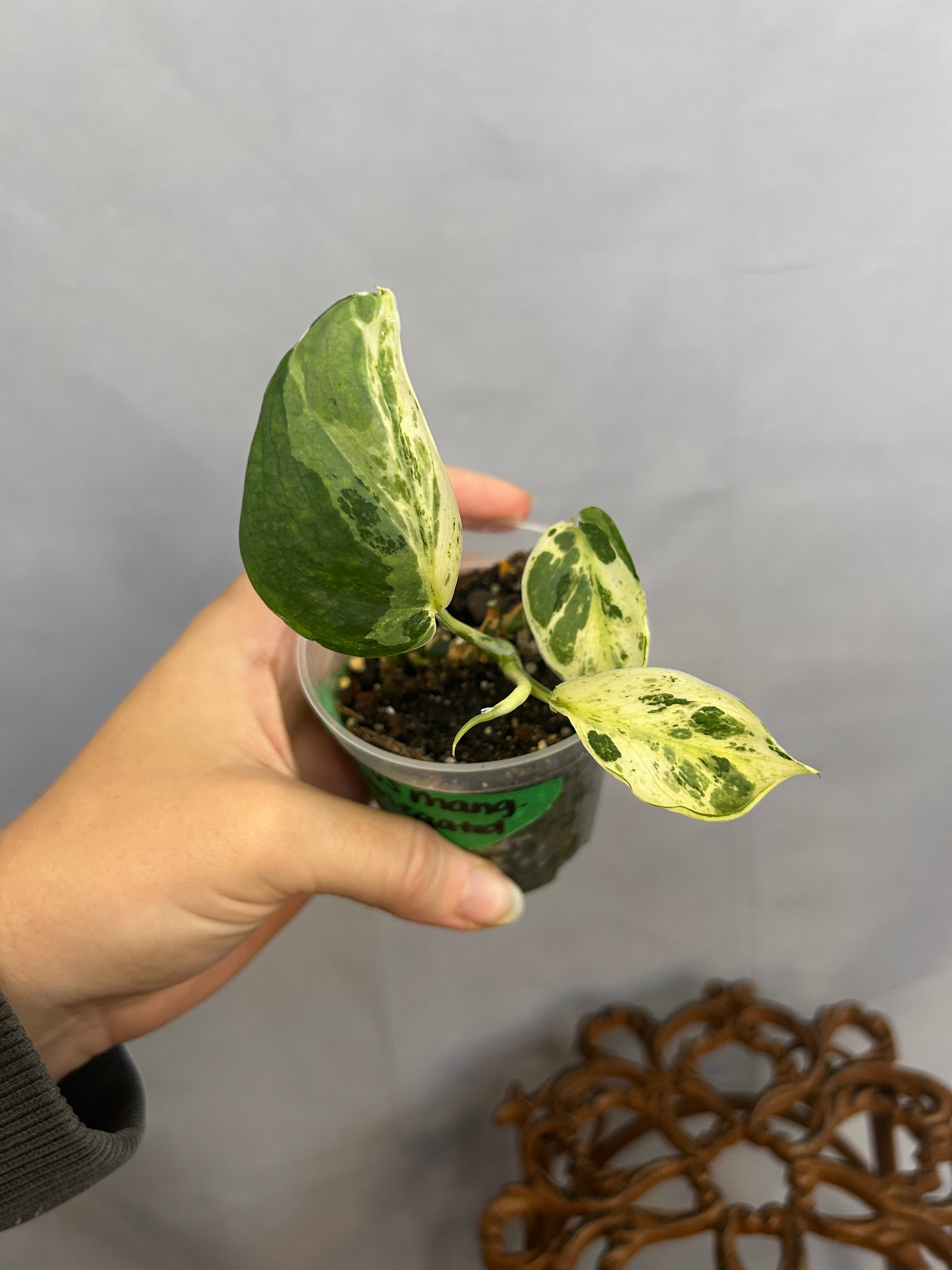 Scindapsus Pictus Mangurai Variegated