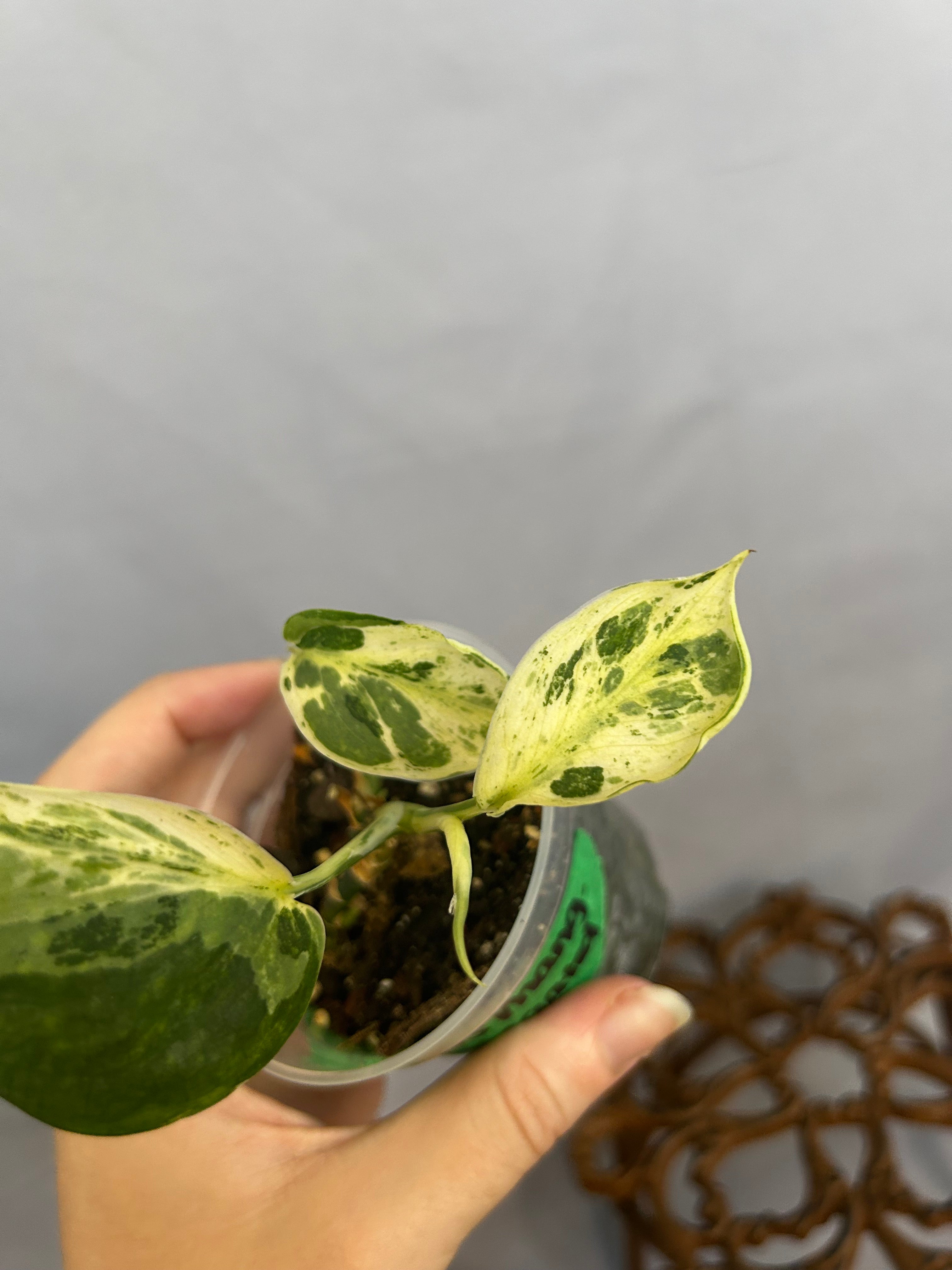Scindapsus Pictus Mangurai Variegated