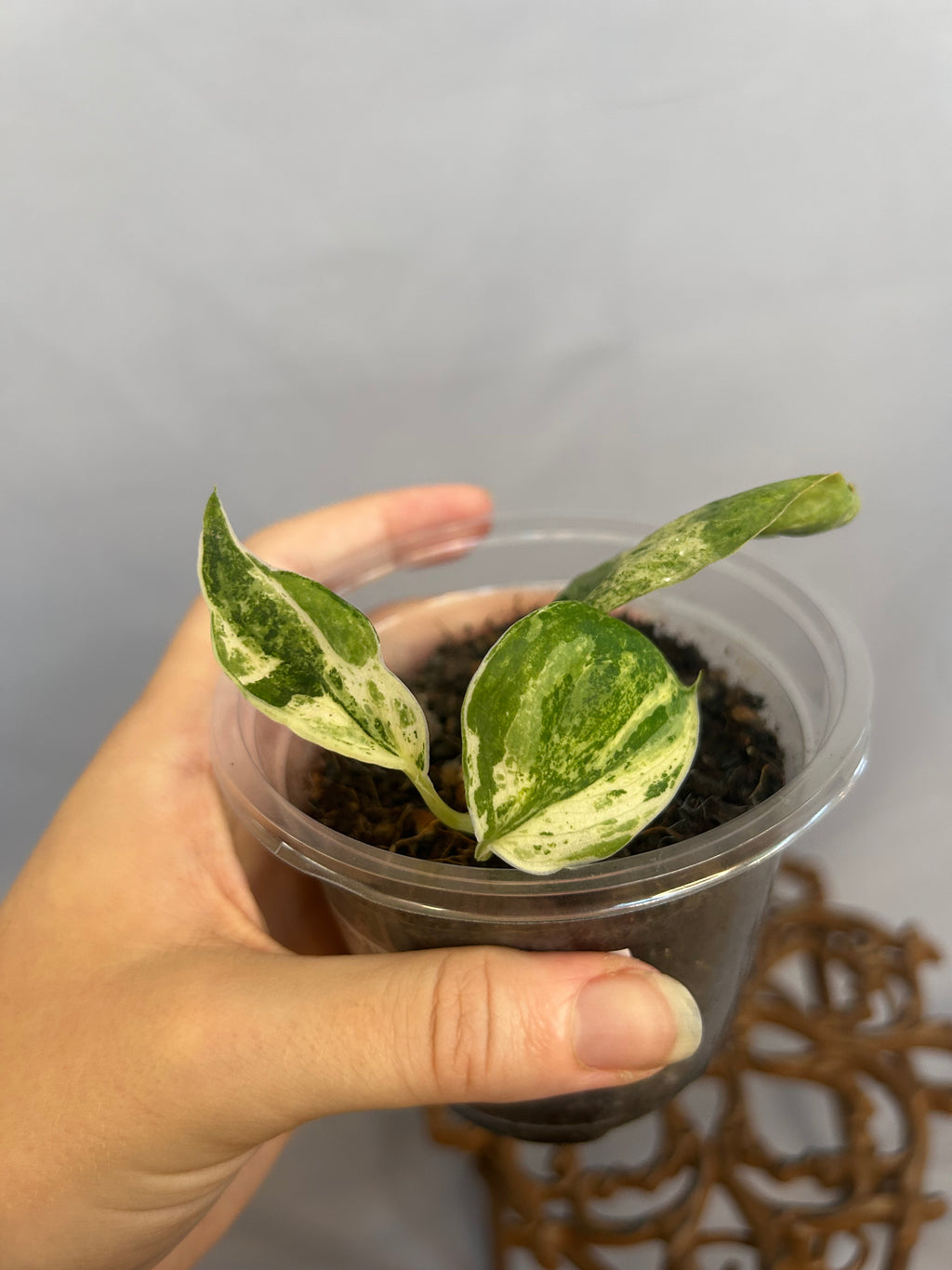 Scindapsus Jade Satin Albo