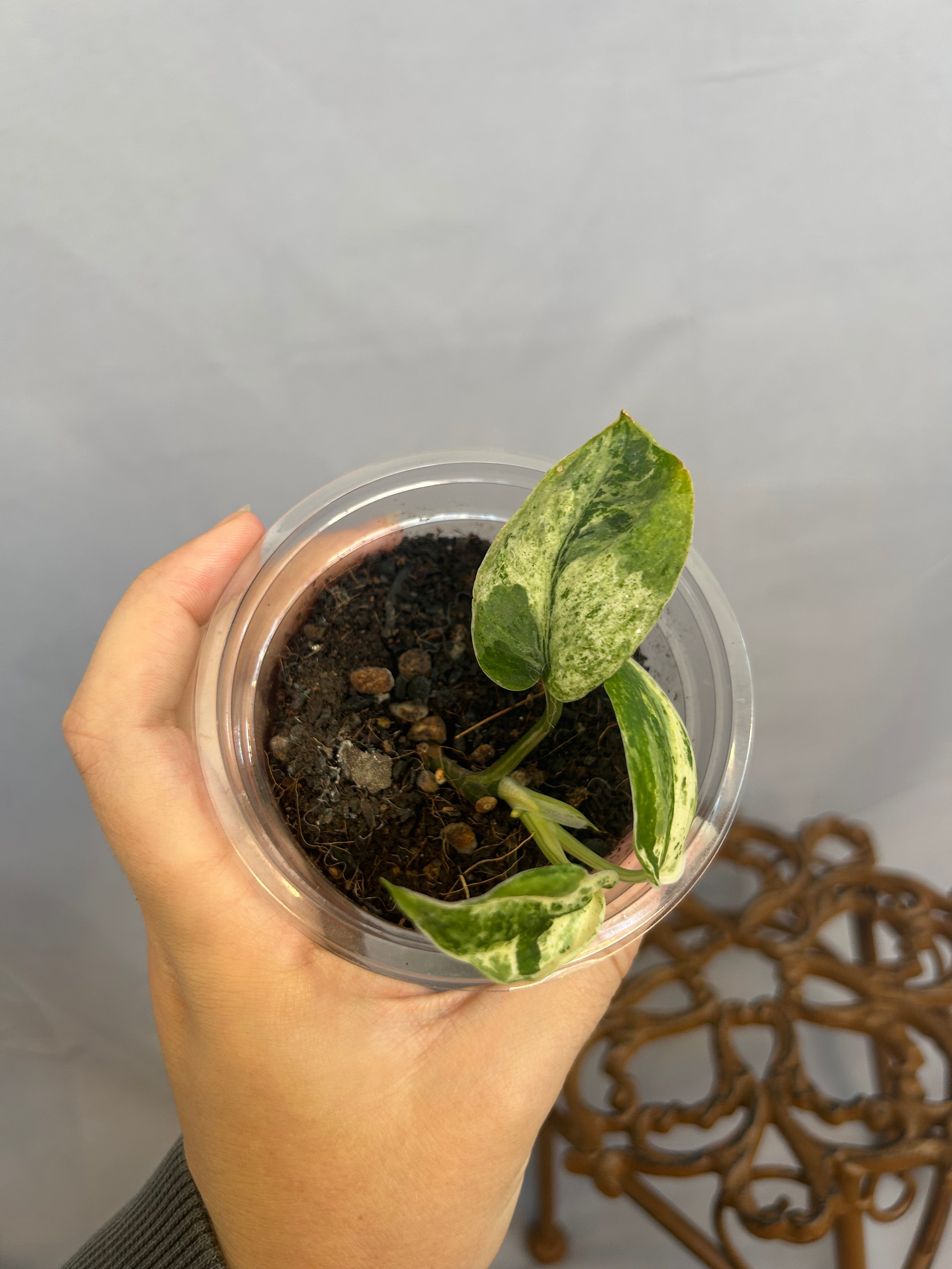 Scindapsus Jade Satin Albo