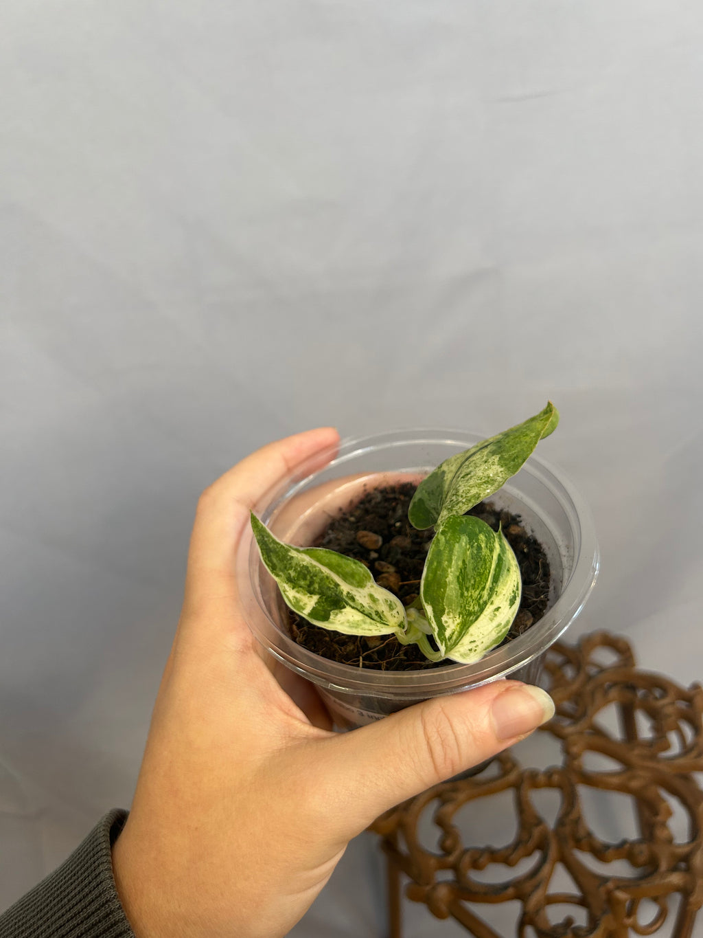 Scindapsus Jade Satin Albo
