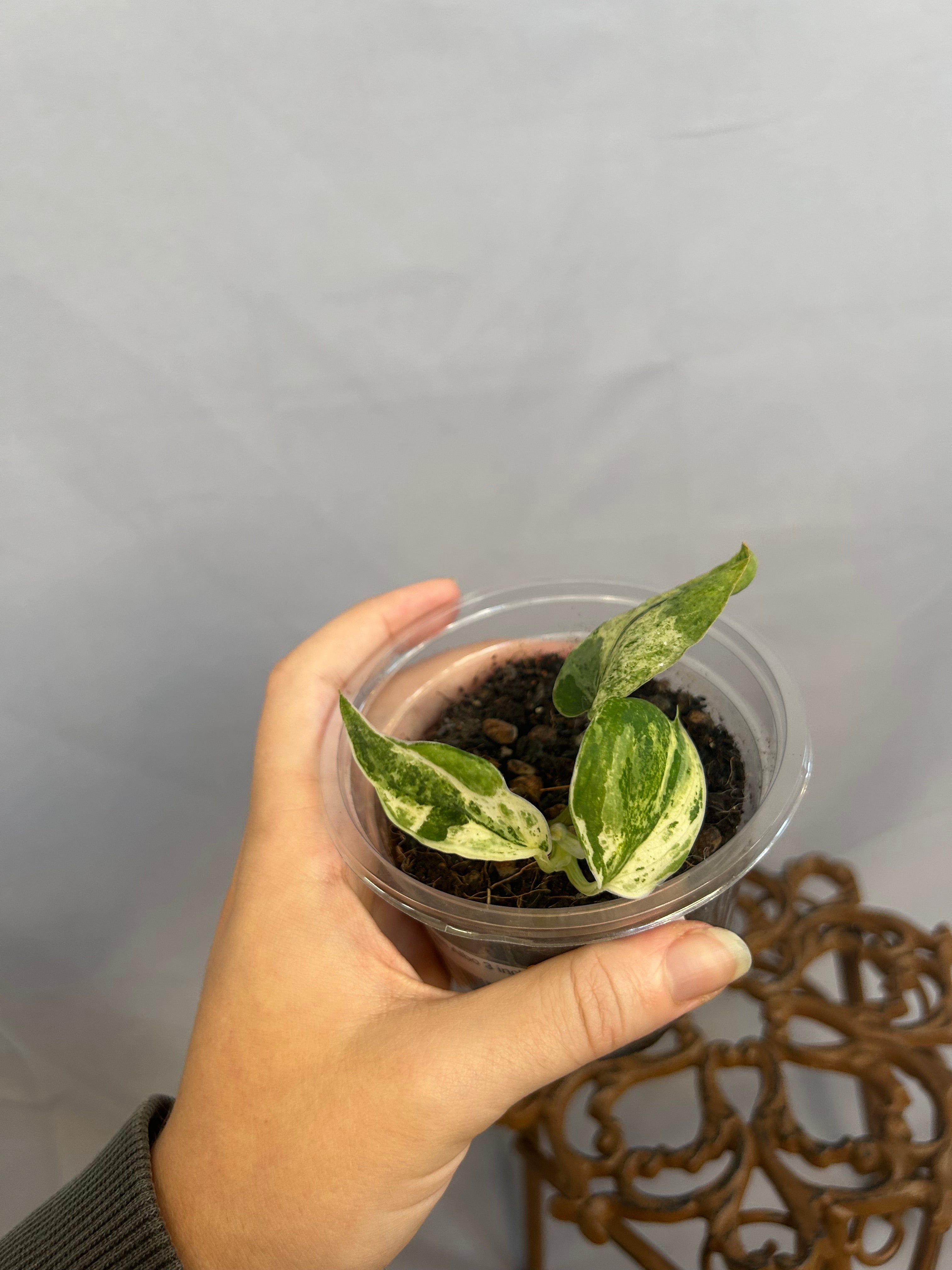Scindapsus Jade Satin Albo