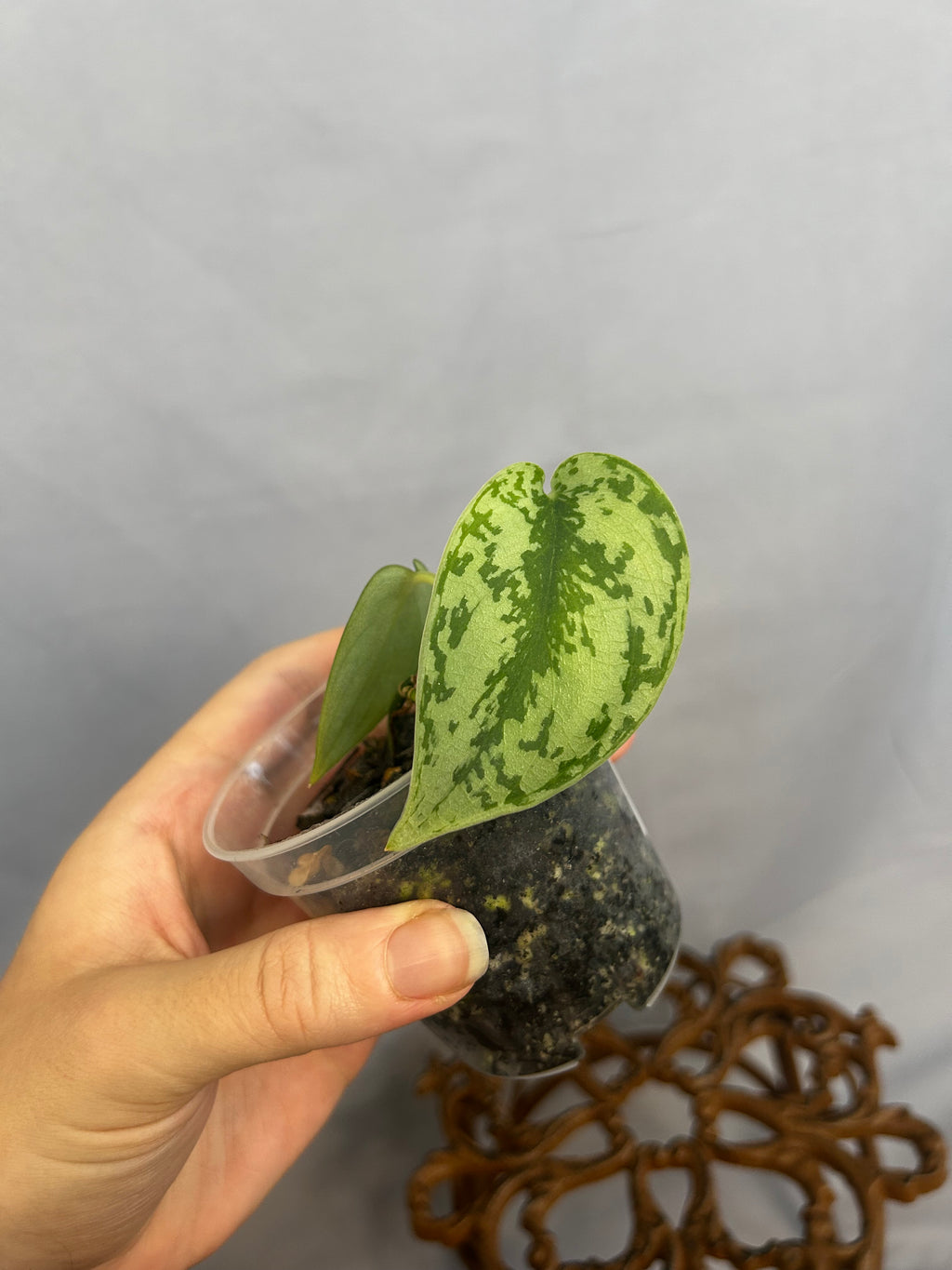 Scindapsus Silver Lady