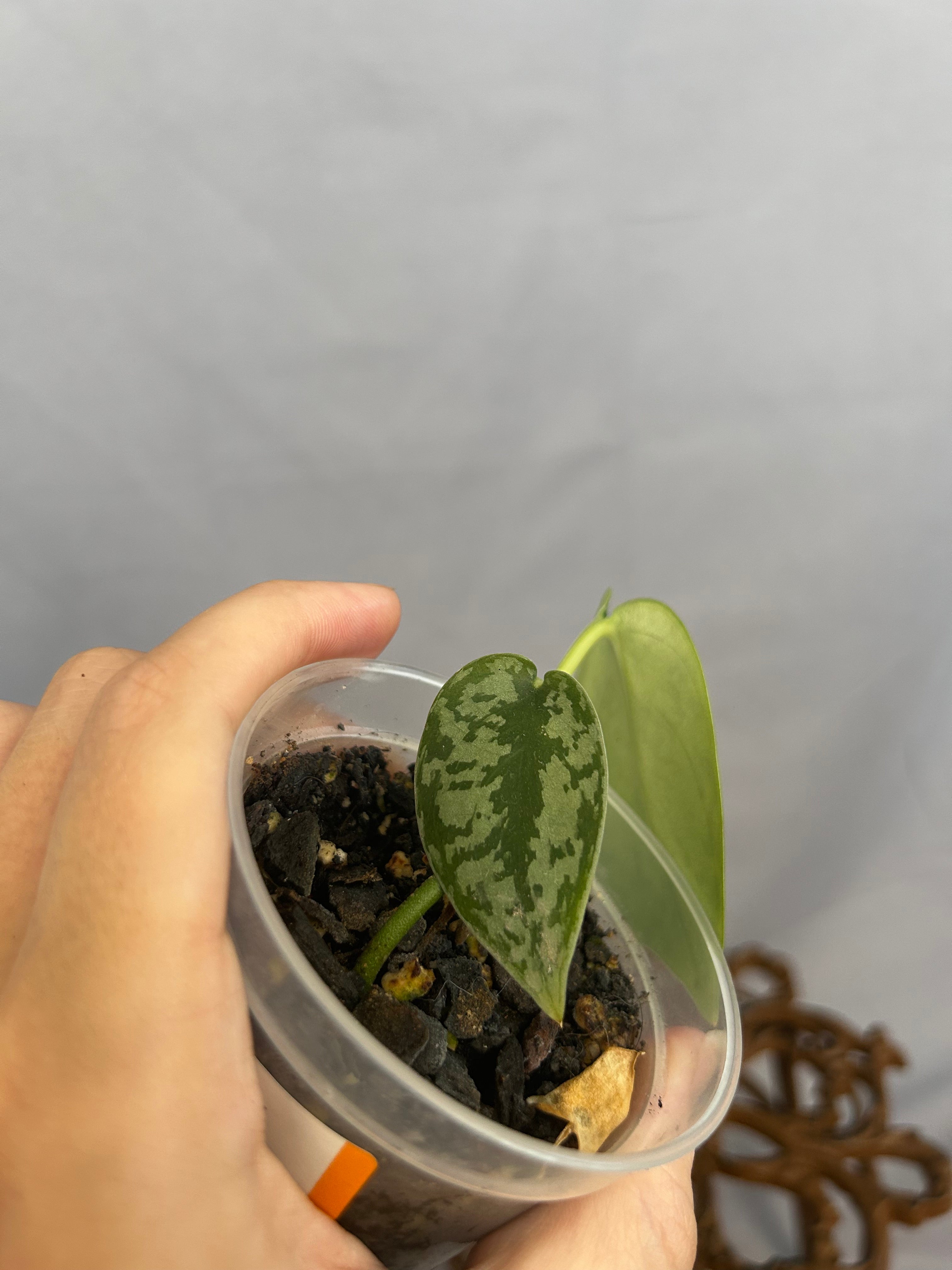 Scindapsus Silver Lady