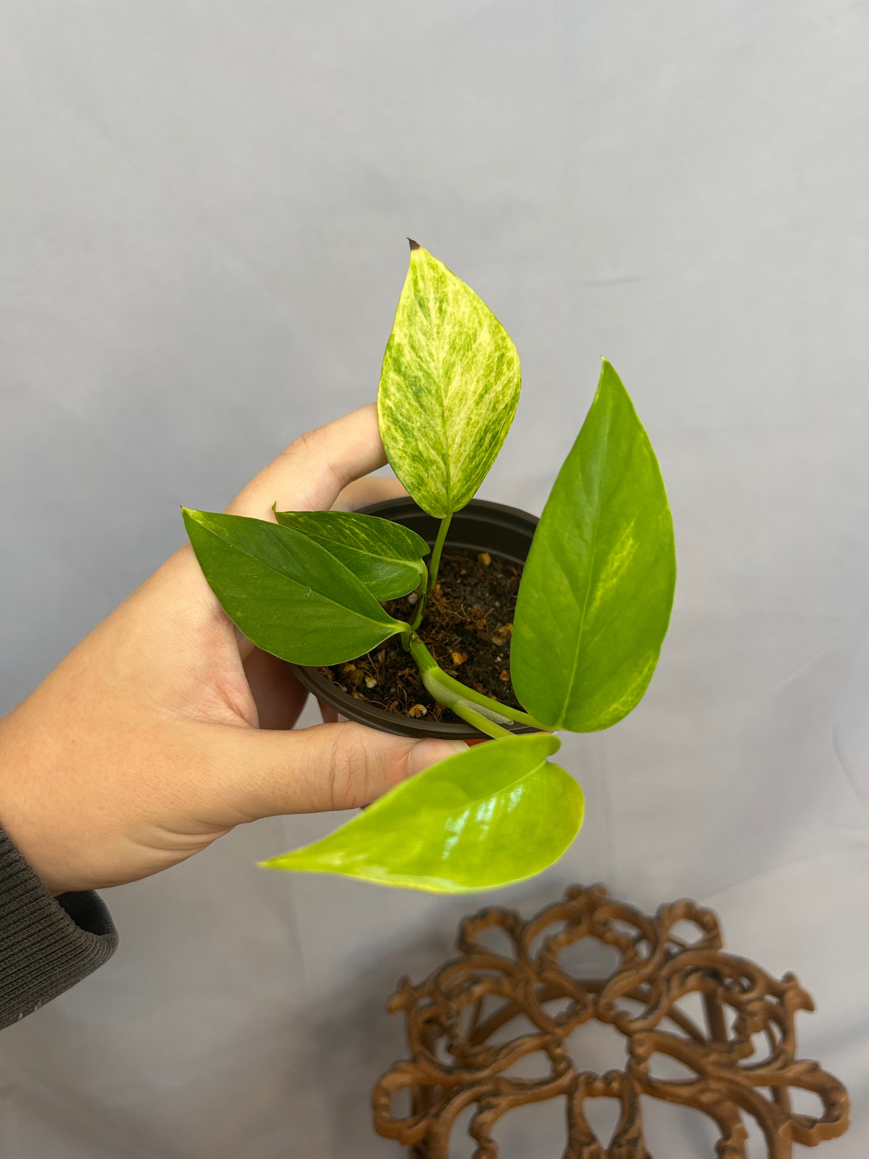 Epipremnum Aureum Voltagem