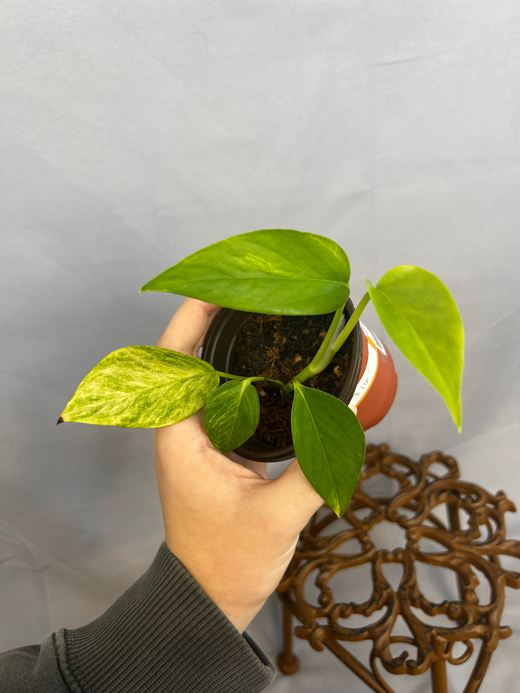 Epipremnum Aureum Voltagem