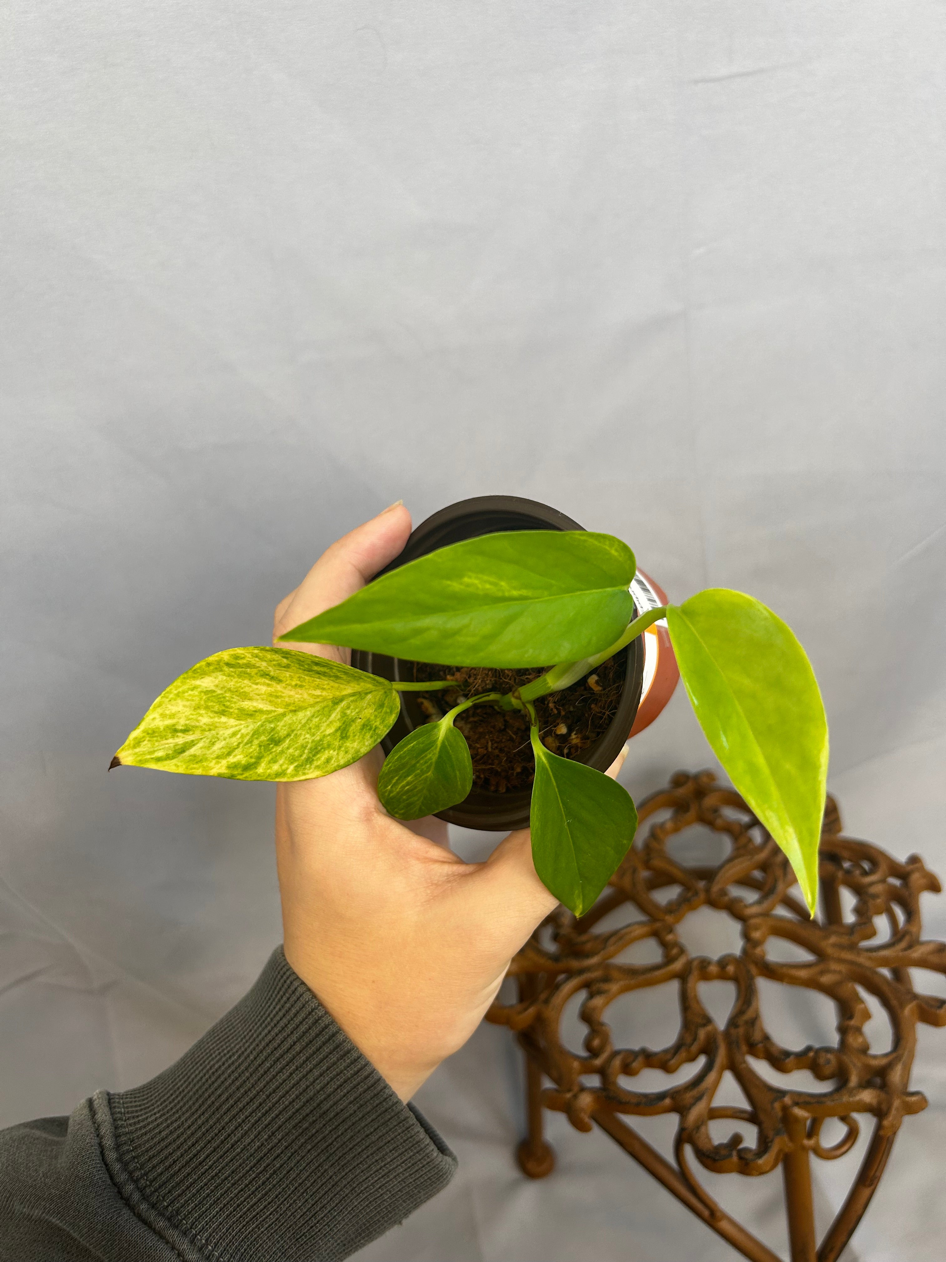 Epipremnum Aureum Voltagem