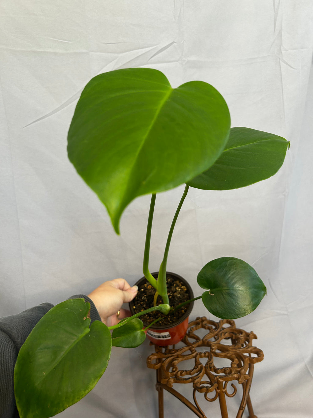 Monstera Deliciosa