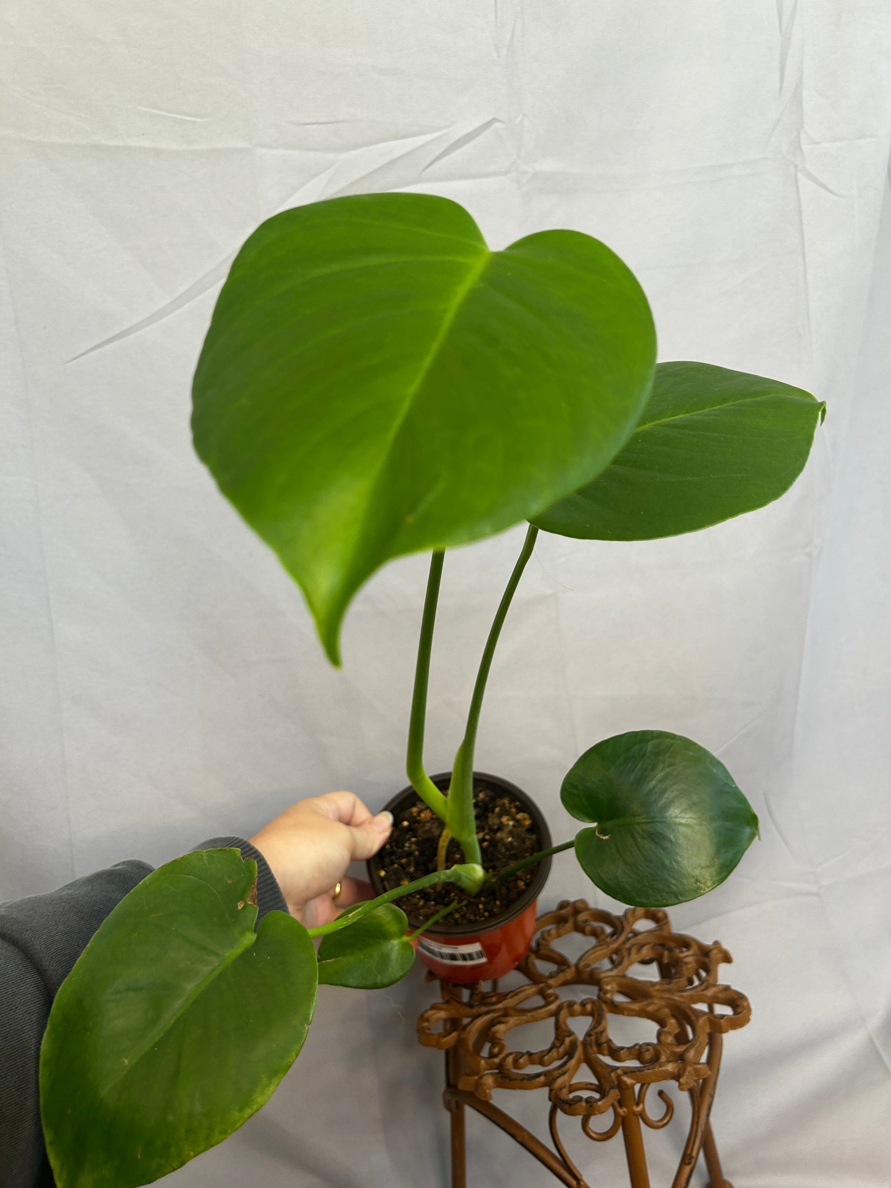 Monstera Deliciosa