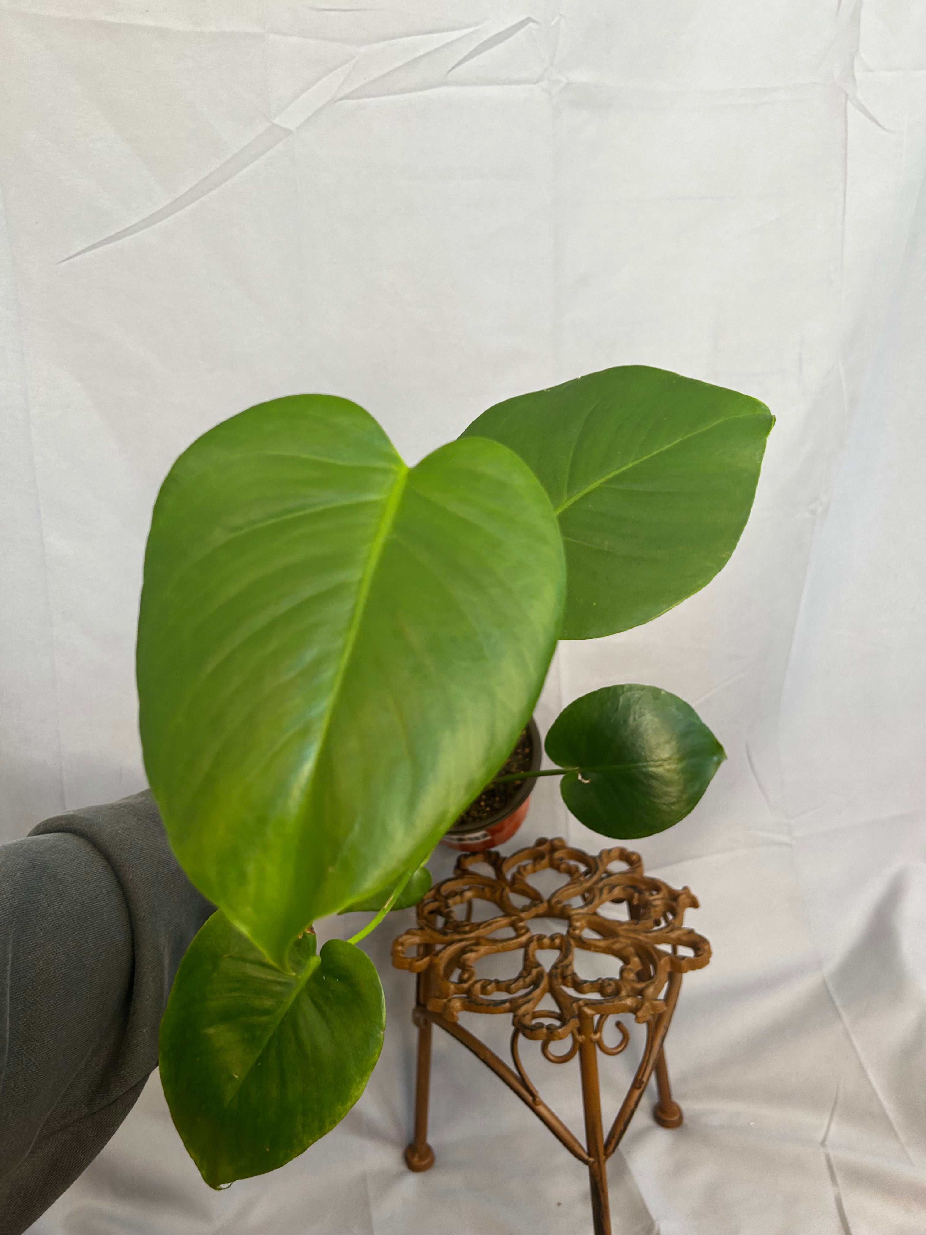 Monstera Deliciosa