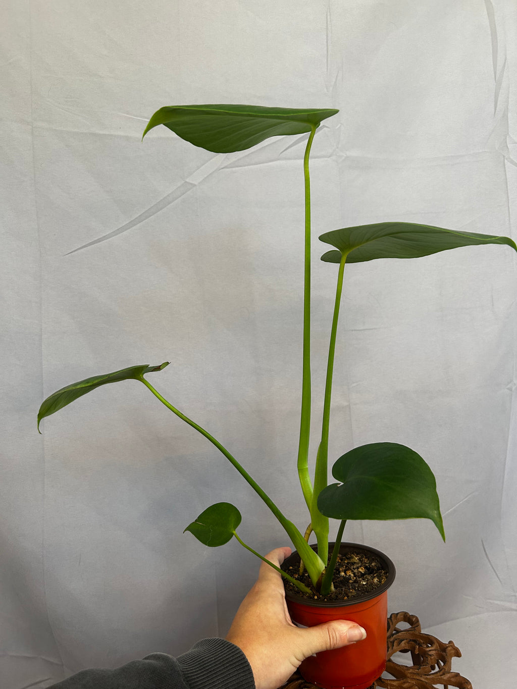 Monstera Deliciosa