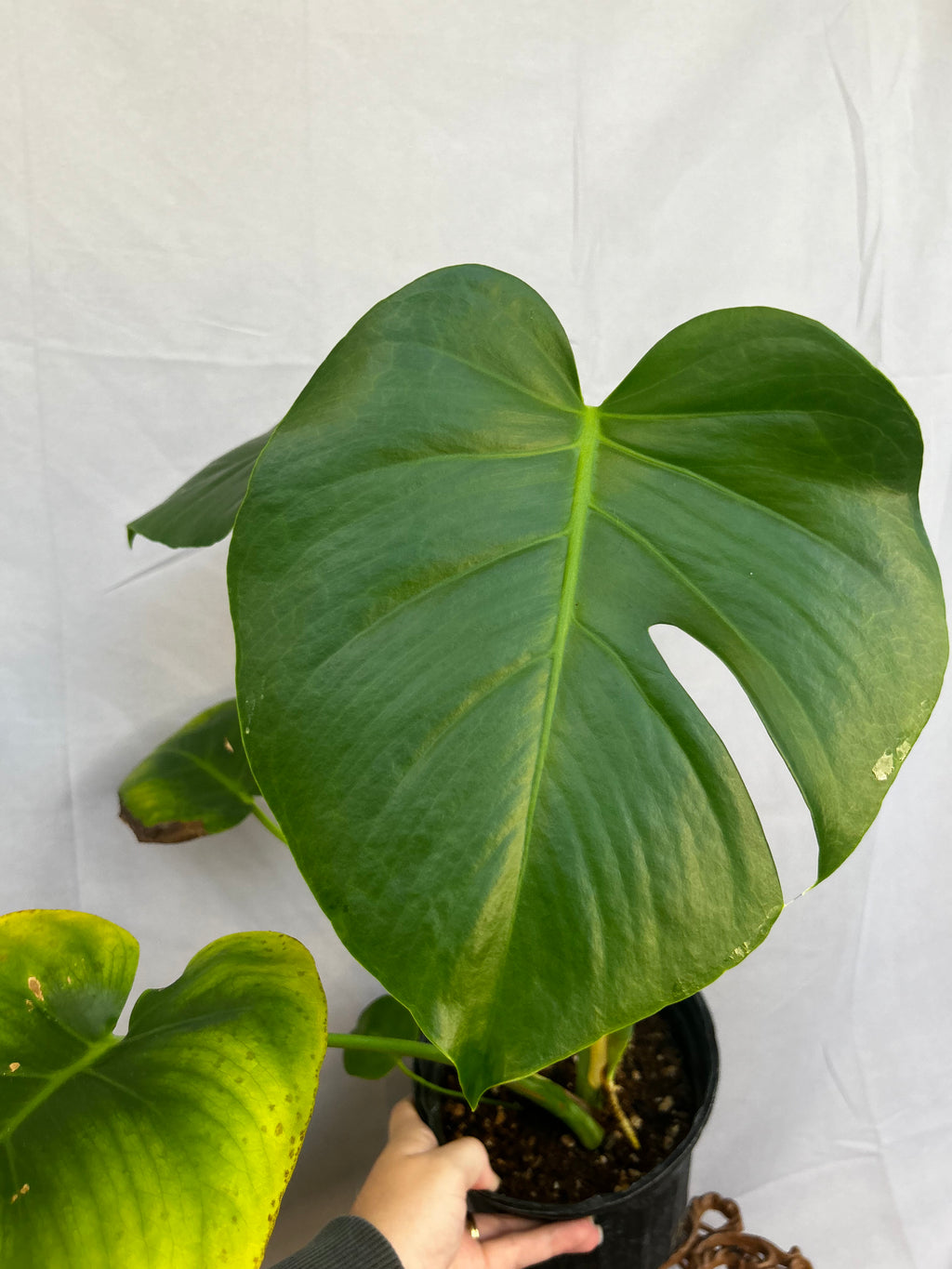 Monstera Deliciosa