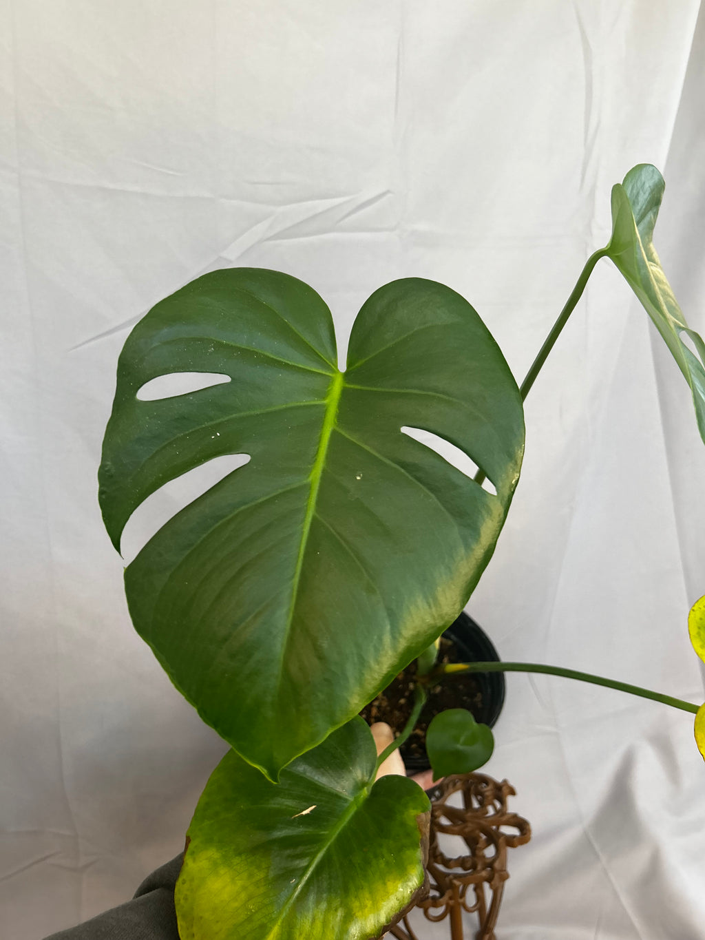 Monstera Deliciosa