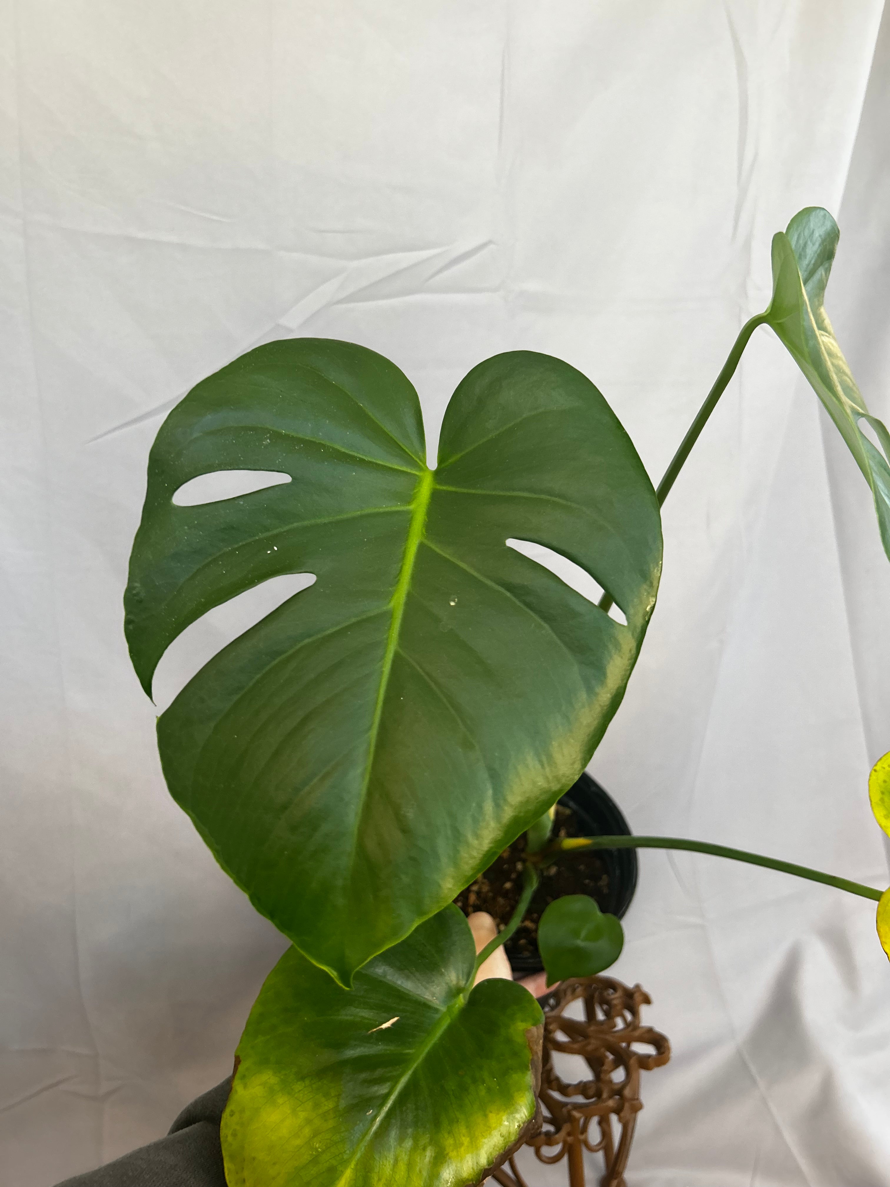 Monstera Deliciosa