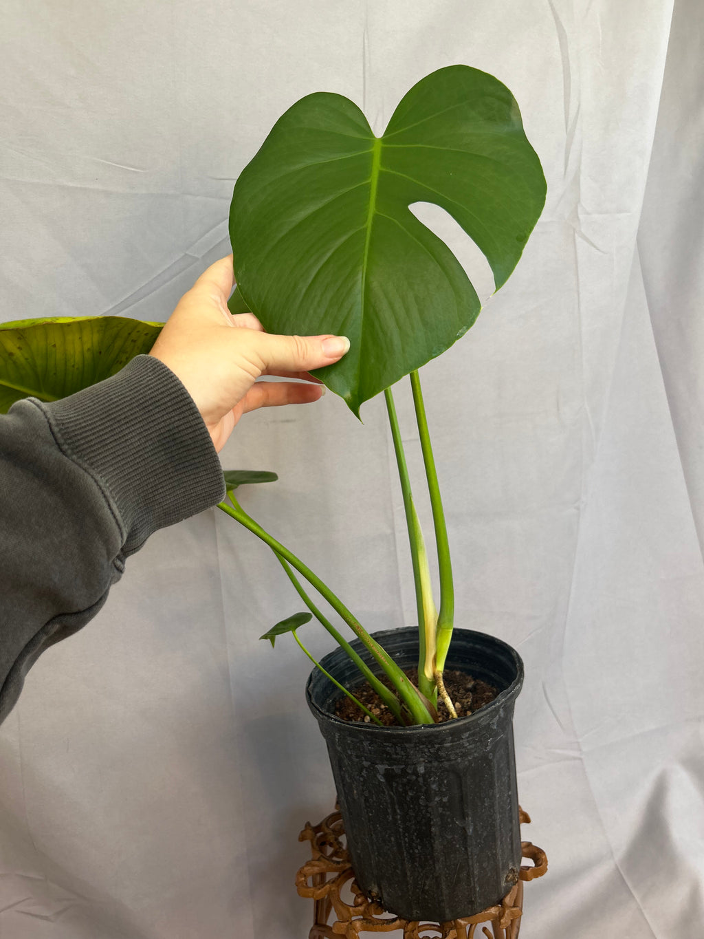 Monstera Deliciosa