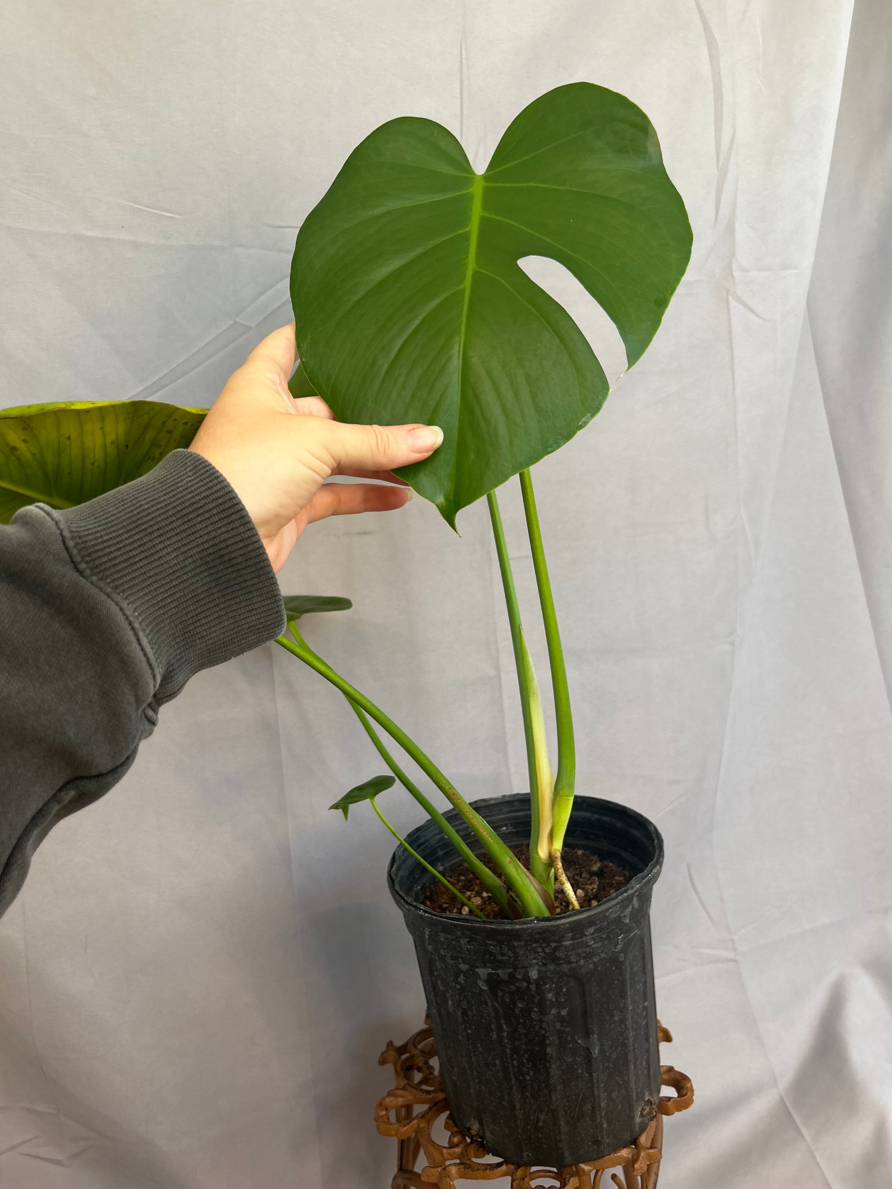 Monstera Deliciosa