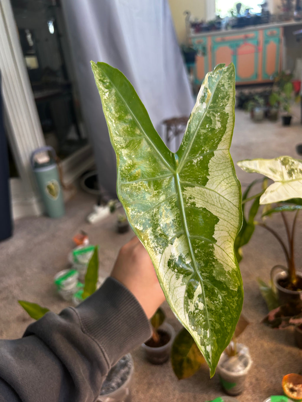 Alocasia Longiloba CORM