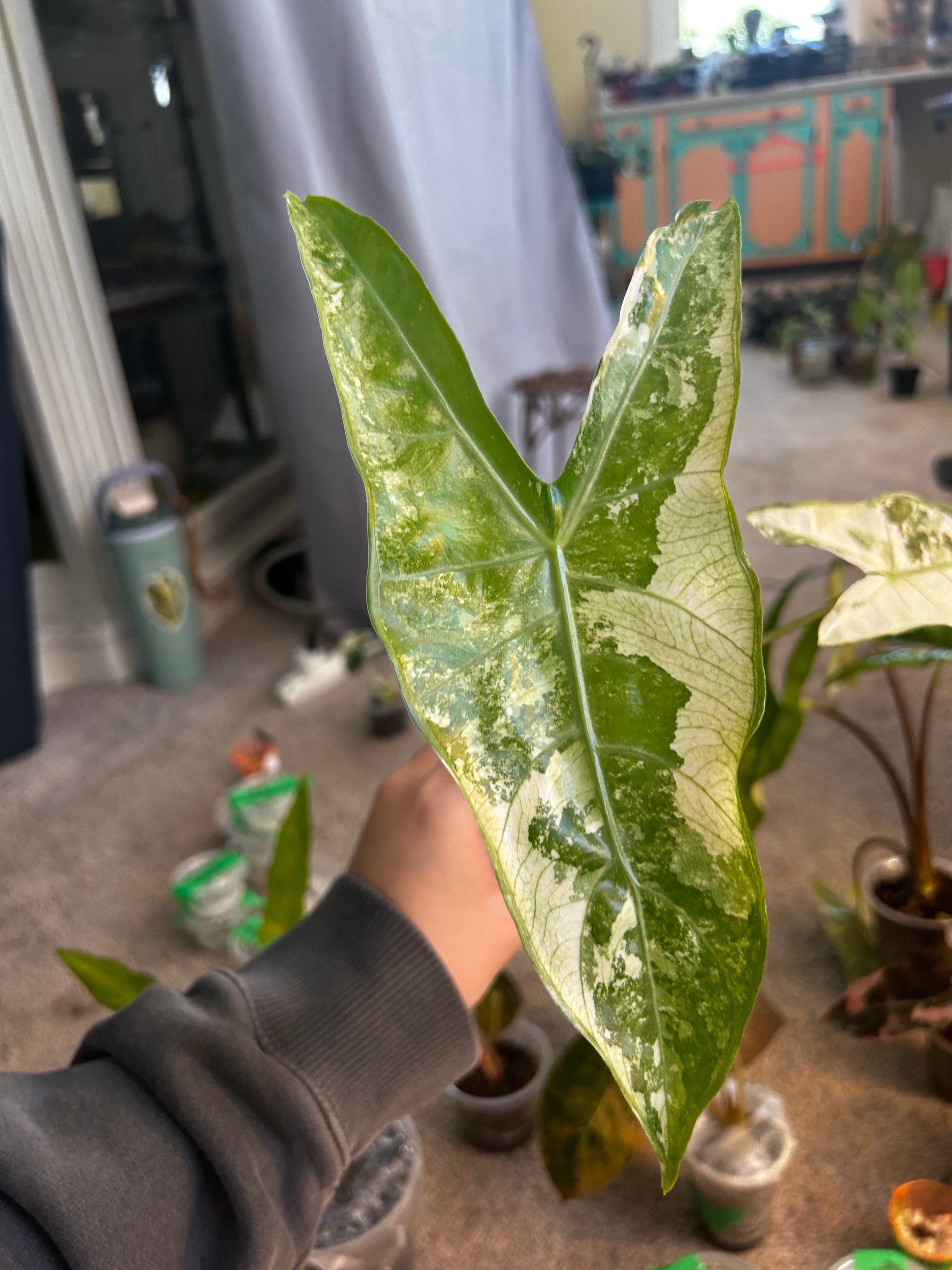 Alocasia Longiloba CORM