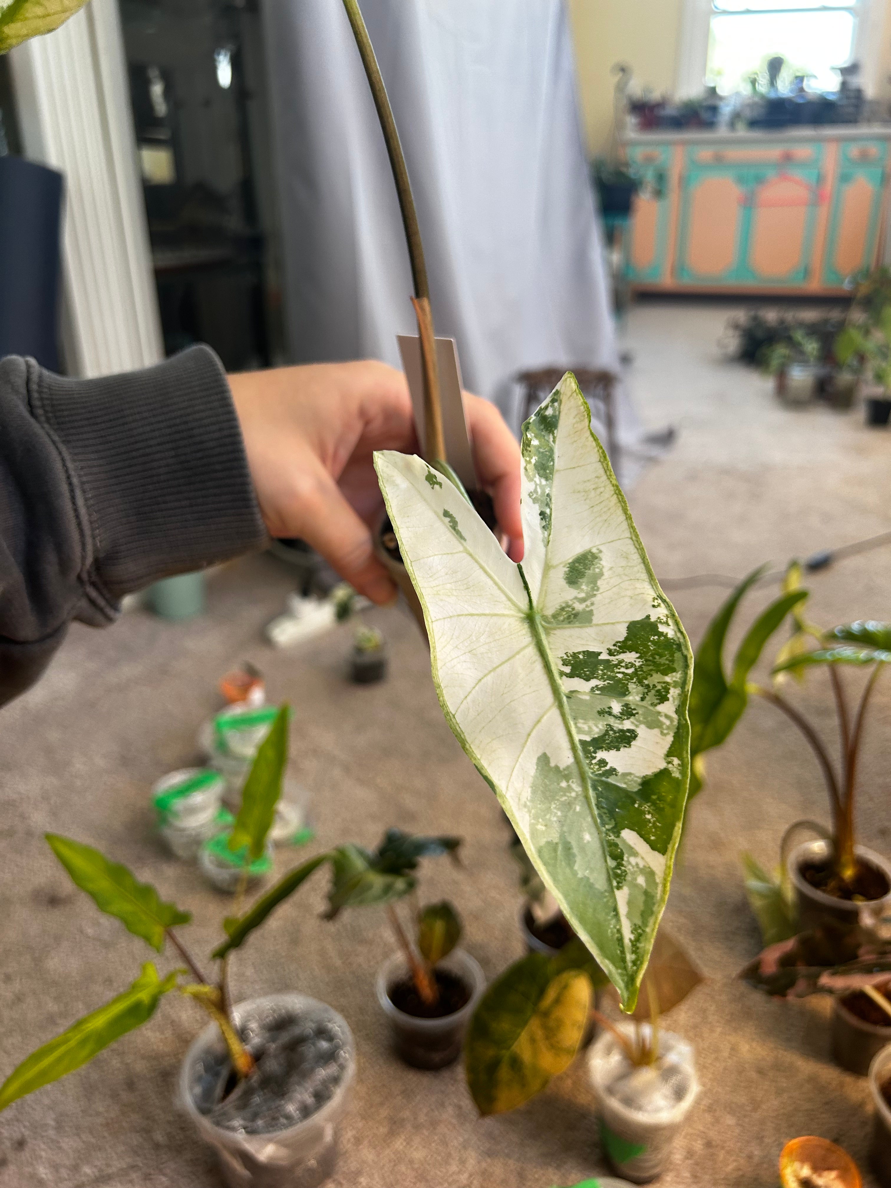 Alocasia Longiloba CORM