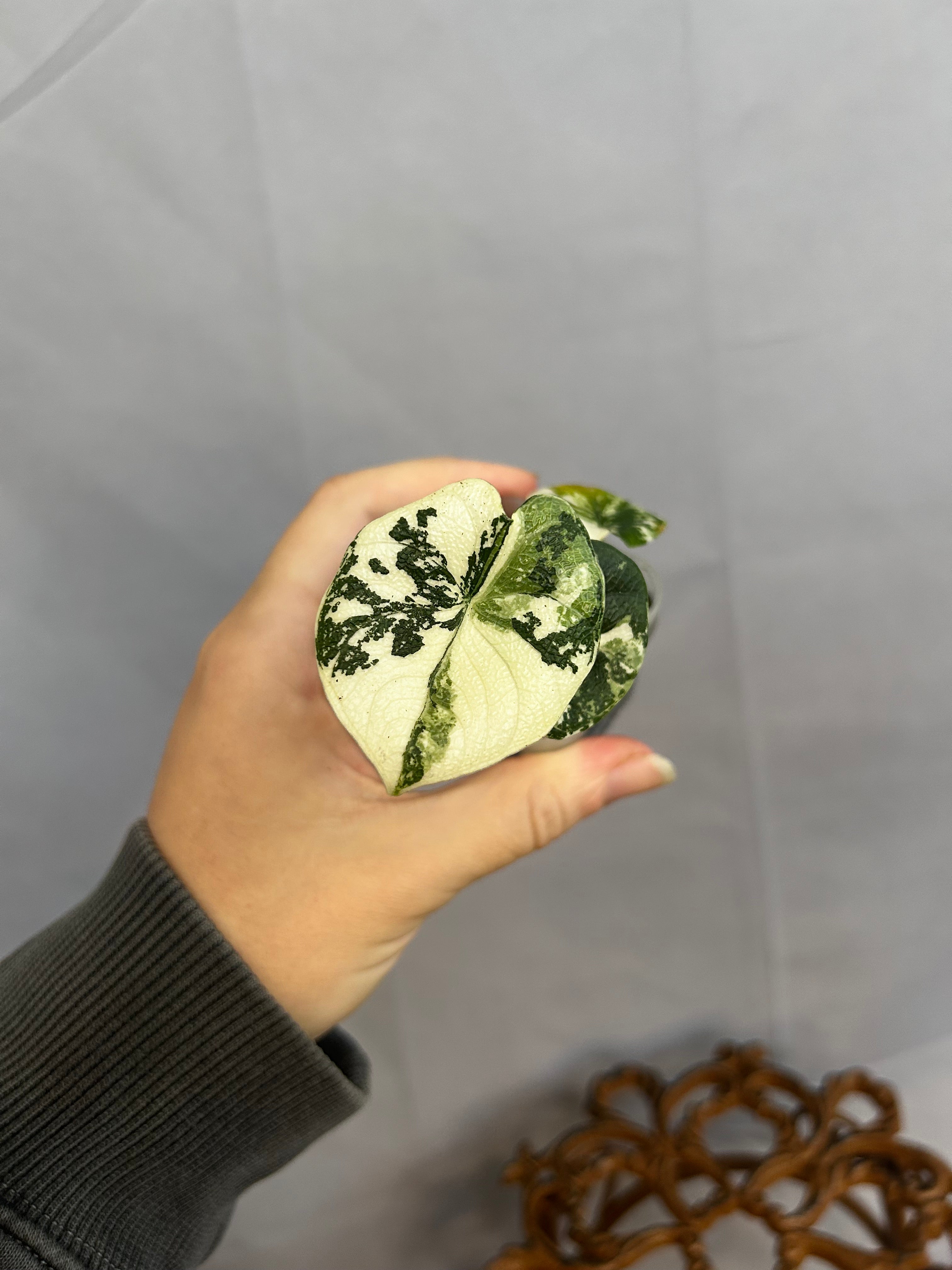 Alocasia Melo Albo