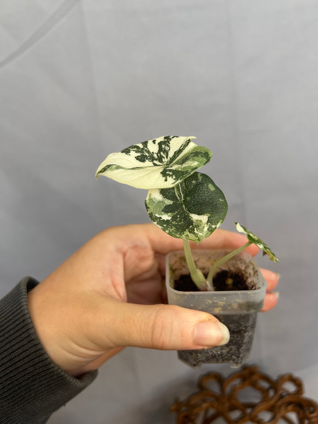 Alocasia Melo Albo