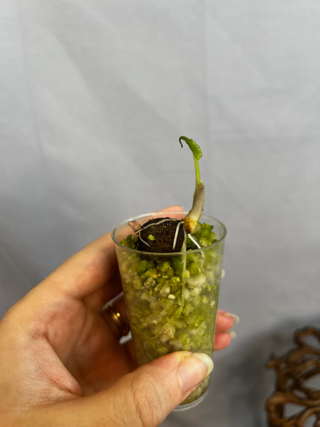 Alocasia Low Rider Albo CHUNK